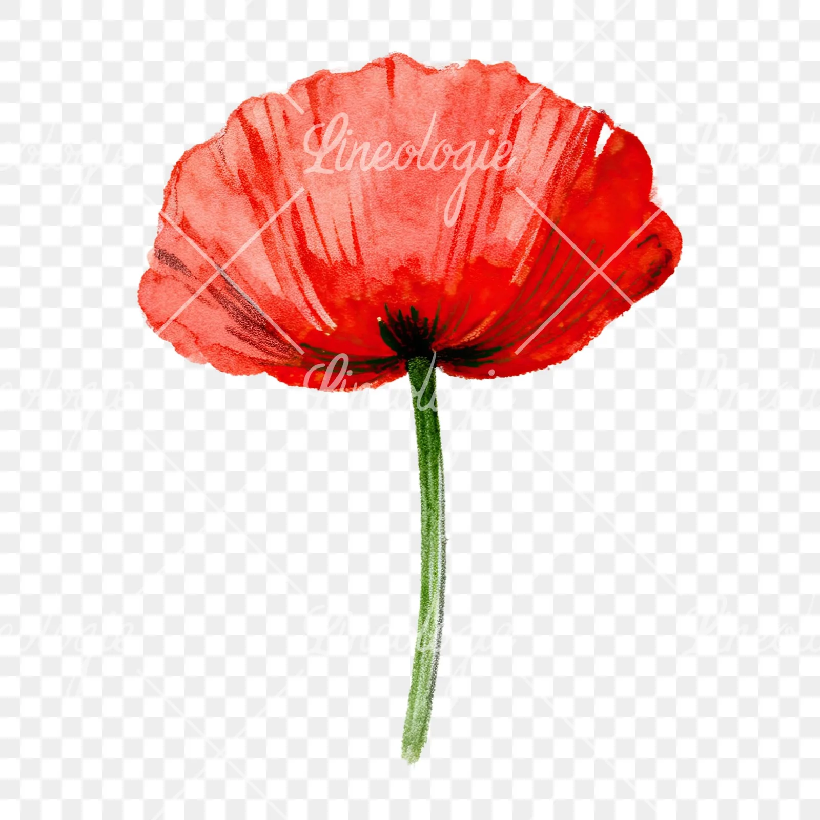 Watercolor orange and red poppy clipart 9 of 9 on a transparent background (PNG)