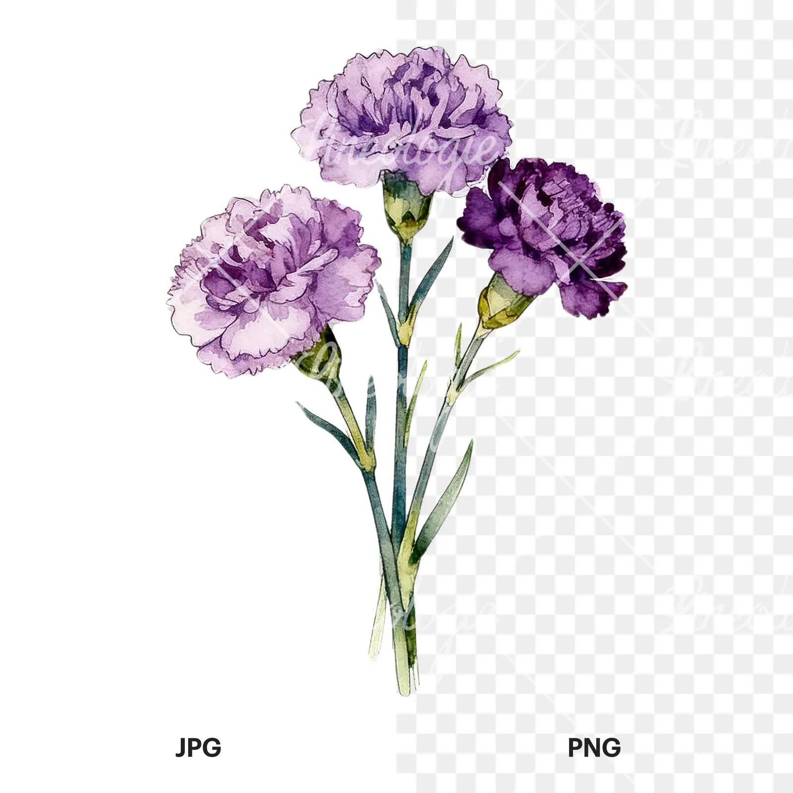 Watercolor light purple carnation bouquet clipart 2 of 9, as a JPG on white and a transparent PNG