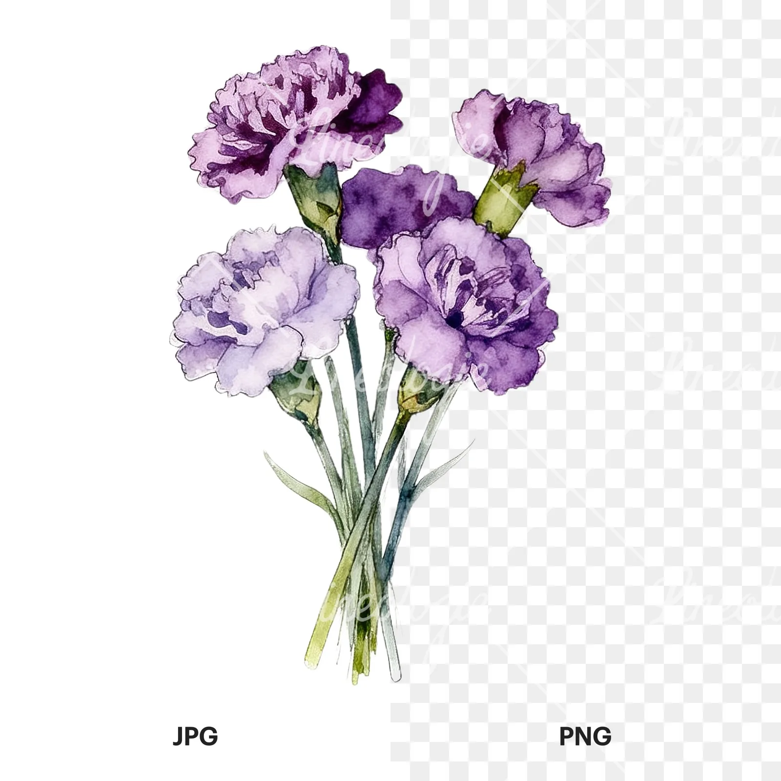Watercolor light purple carnation bouquet clipart 4 of 9, as a JPG on white and a transparent PNG