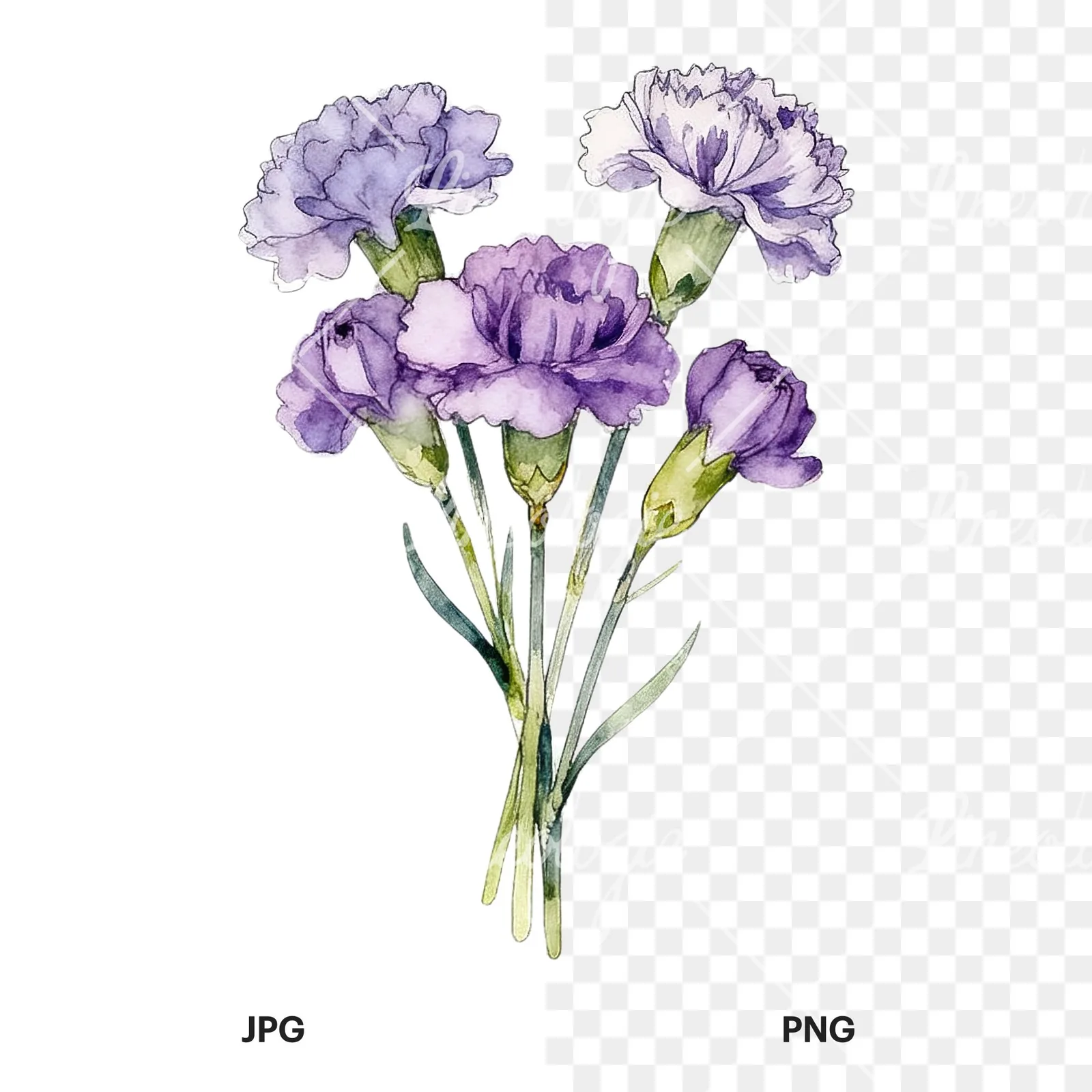 Watercolor light purple carnation bouquet clipart 5 of 9, as a JPG on white and a transparent PNG