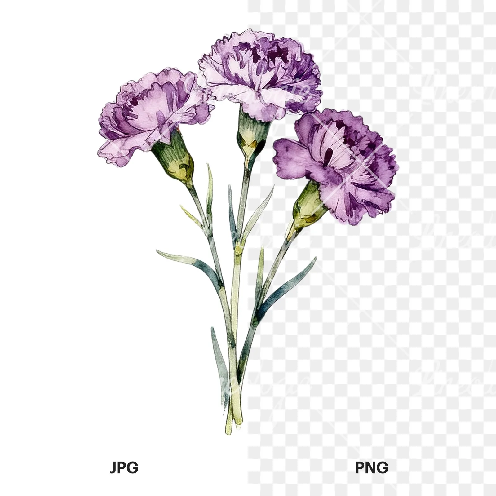 Watercolor light purple carnation bouquet clipart 8 of 9, as a JPG on white and a transparent PNG