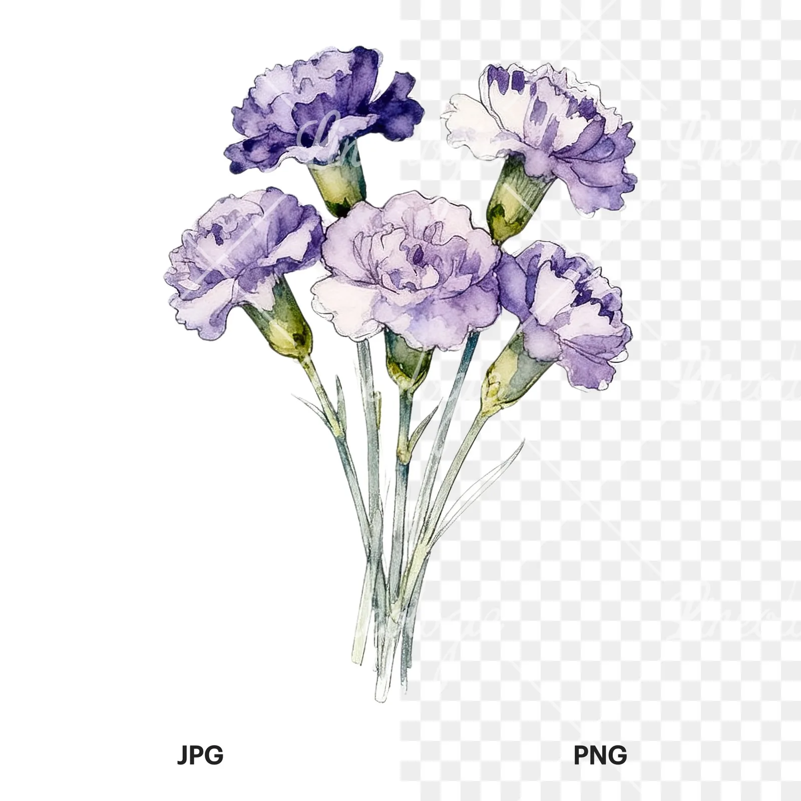 Watercolor light purple carnation bouquet clipart 9 of 9, as a JPG on white and a transparent PNG