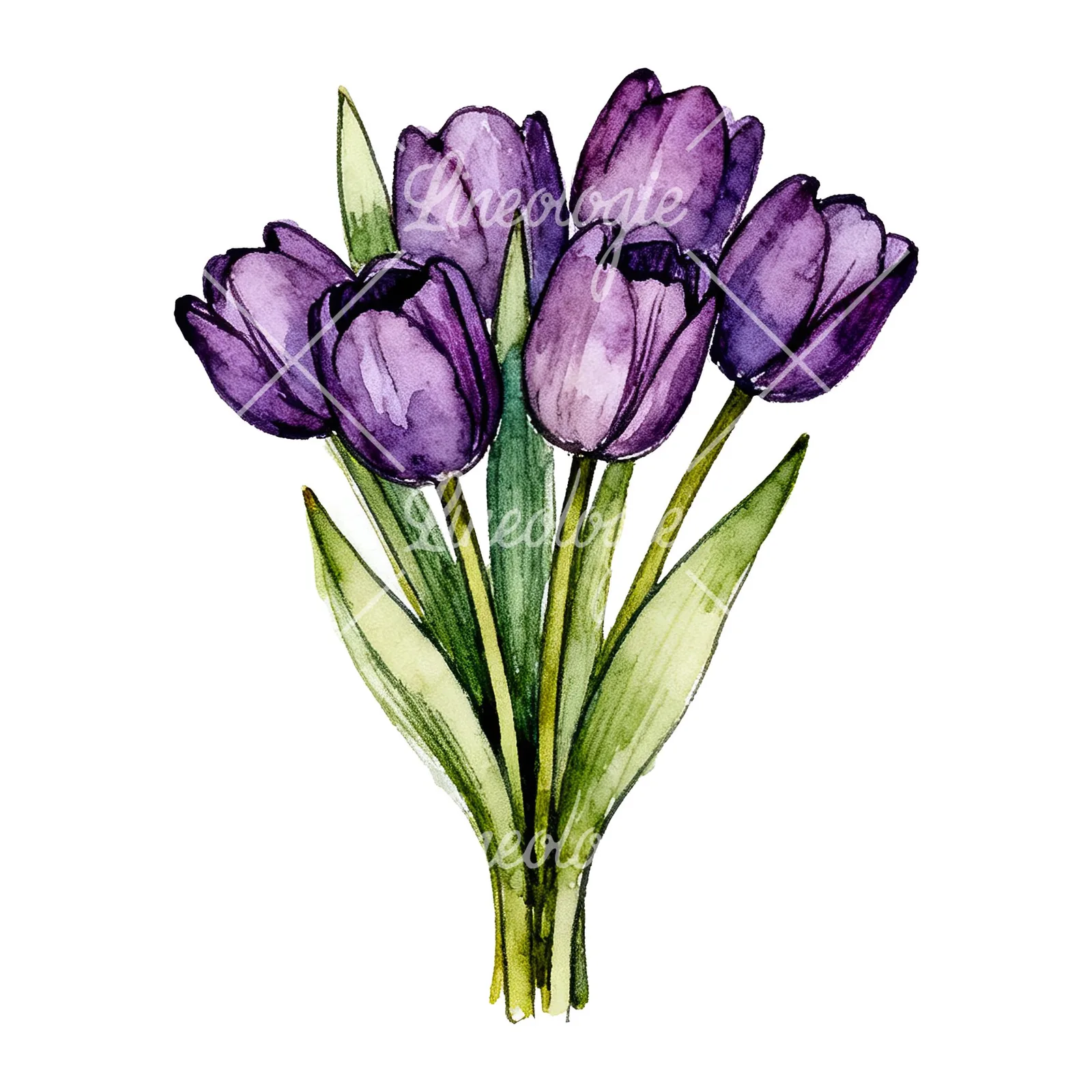 Watercolor tight purple tulip bouquet clipart 2 of 9 on a white background (JPG)