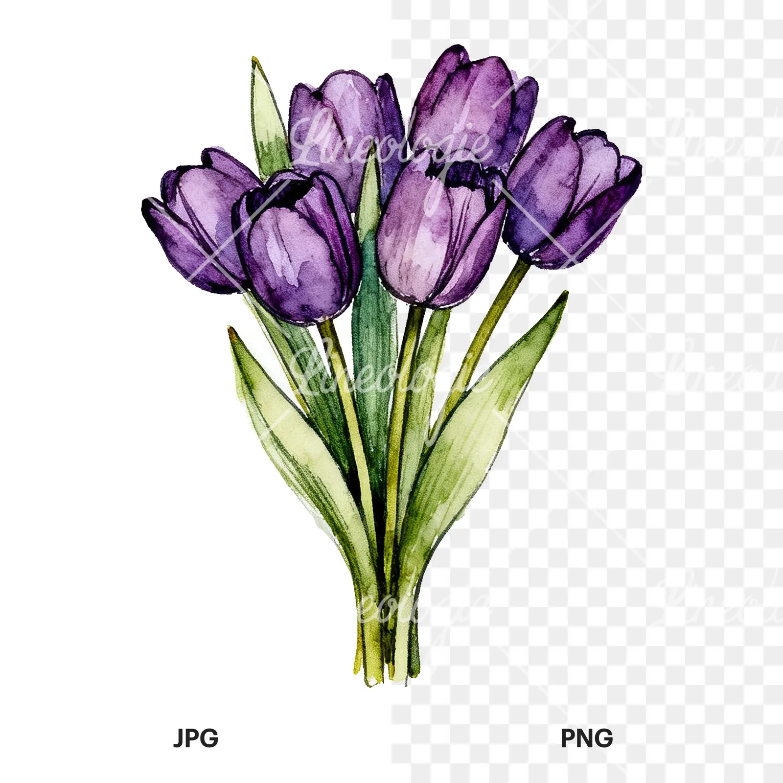 Watercolor tight purple tulip bouquet clipart 2 of 9, as a JPG on white and a transparent PNG
