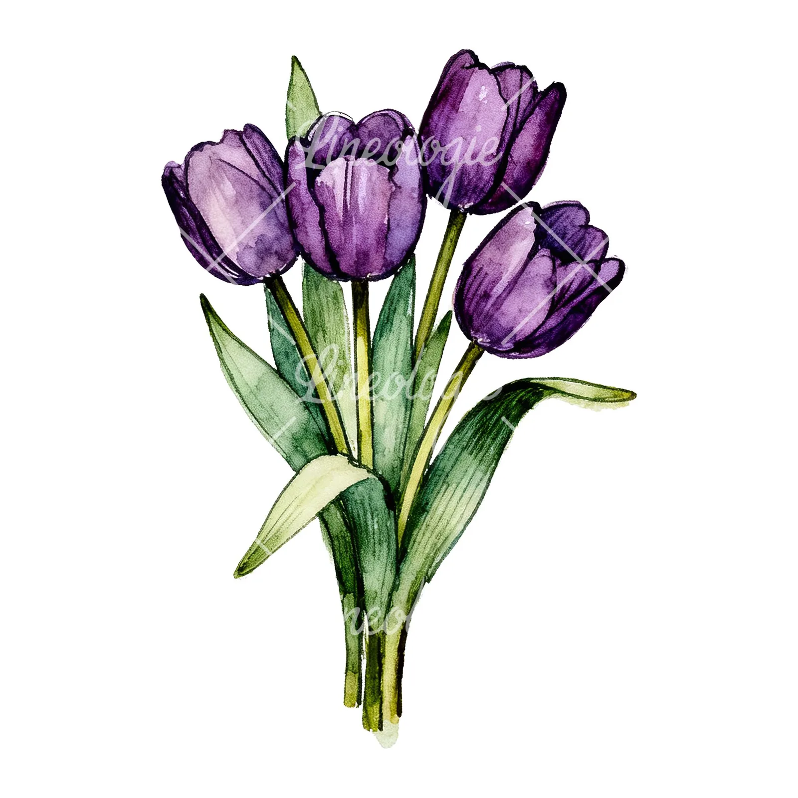 Watercolor tight purple tulip bouquet clipart 5 of 9 on a white background (JPG)