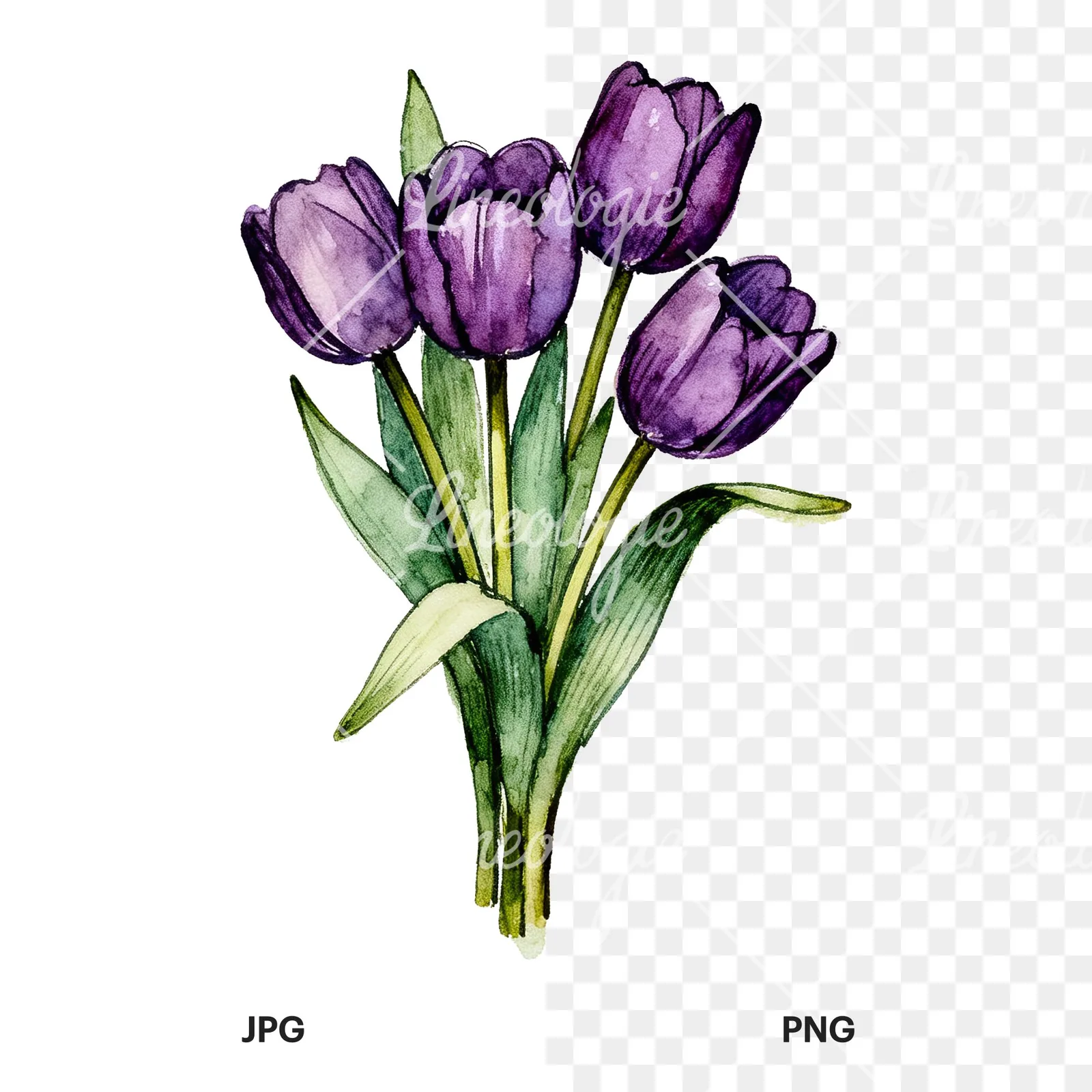 Watercolor tight purple tulip bouquet clipart 5 of 9, as a JPG on white and a transparent PNG