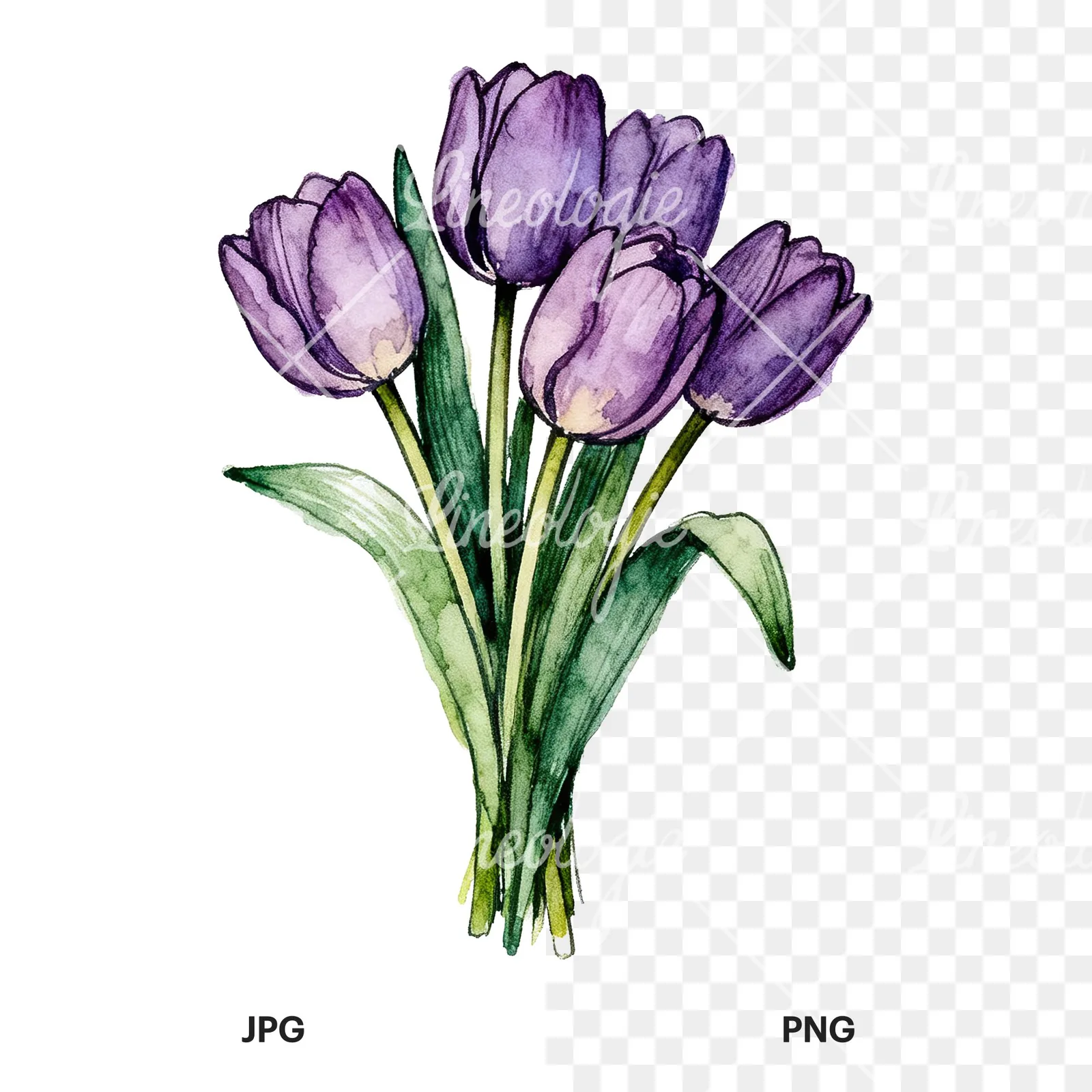 Watercolor tight purple tulip bouquet clipart 6 of 9, as a JPG on white and a transparent PNG