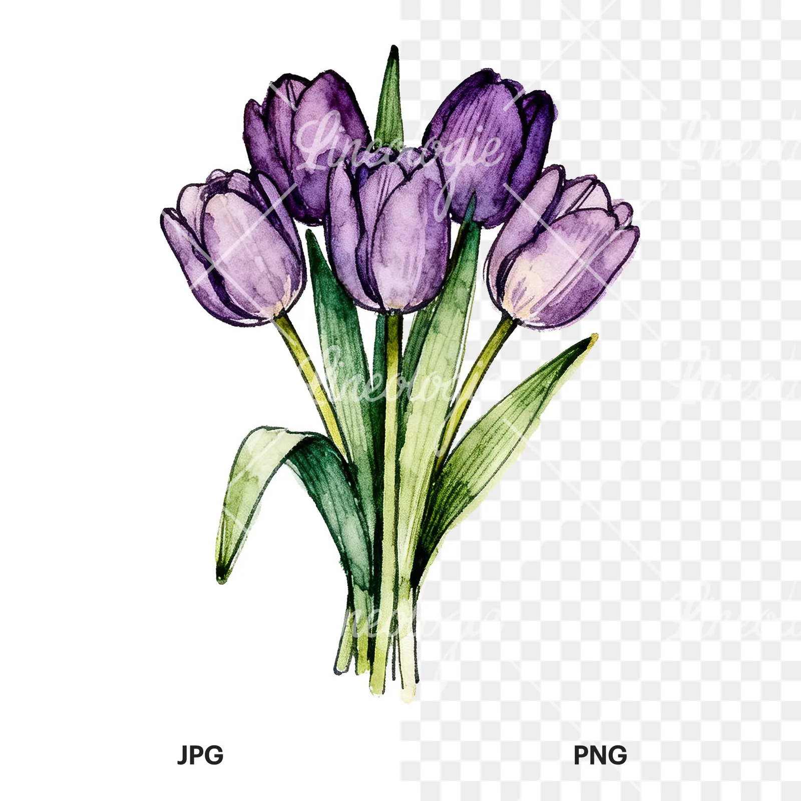 Watercolor tight purple tulip bouquet clipart 7 of 9, as a JPG on white and a transparent PNG