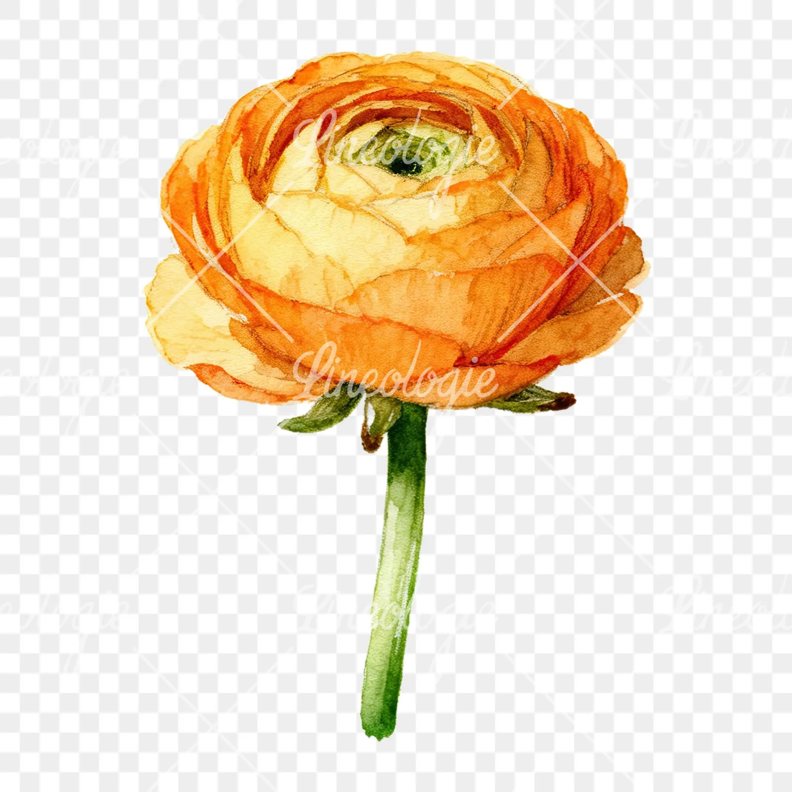 Watercolor multicolor ranunculus blooms clipart 1 of 9 on a transparent background (PNG)