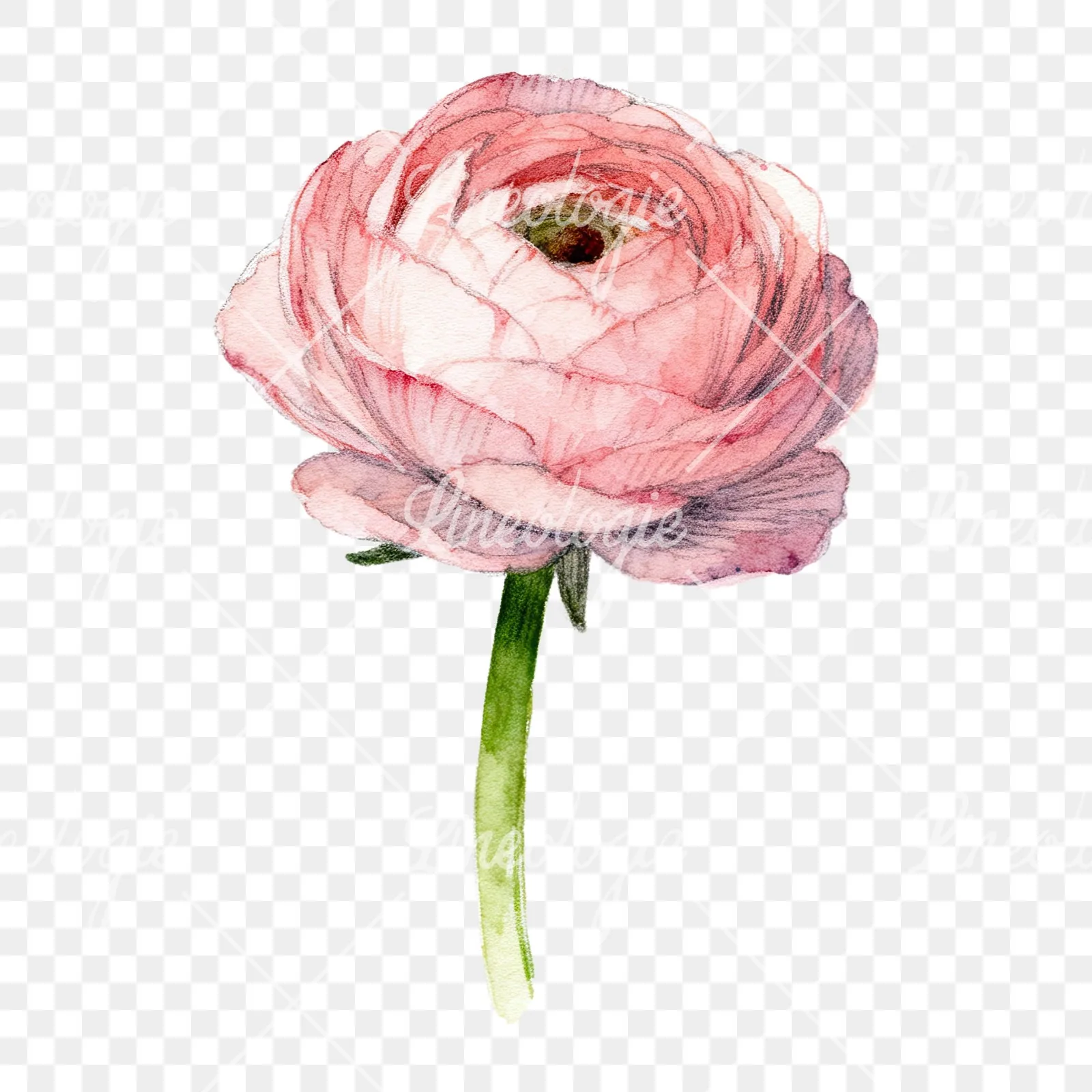 Watercolor multicolor ranunculus blooms clipart 2 of 9 on a transparent background (PNG)