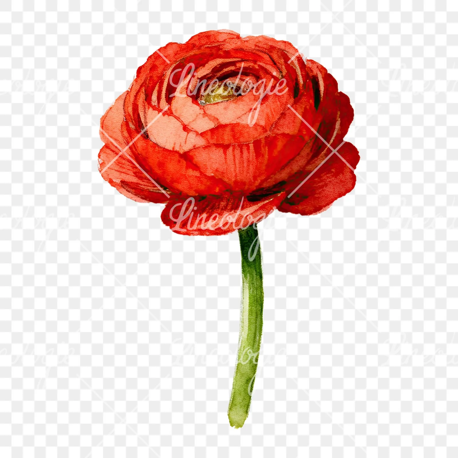 Watercolor multicolor ranunculus blooms clipart 3 of 9 on a transparent background (PNG)