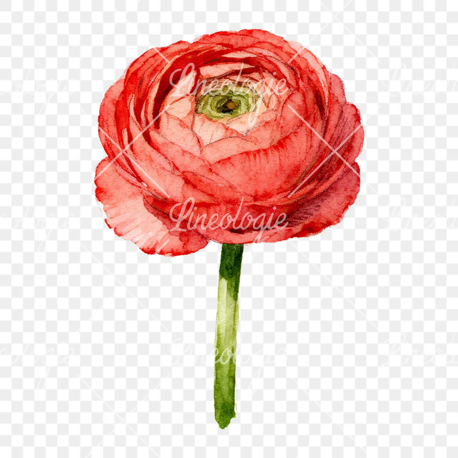 Watercolor multicolor ranunculus blooms clipart 4 of 9 on a transparent background (PNG)