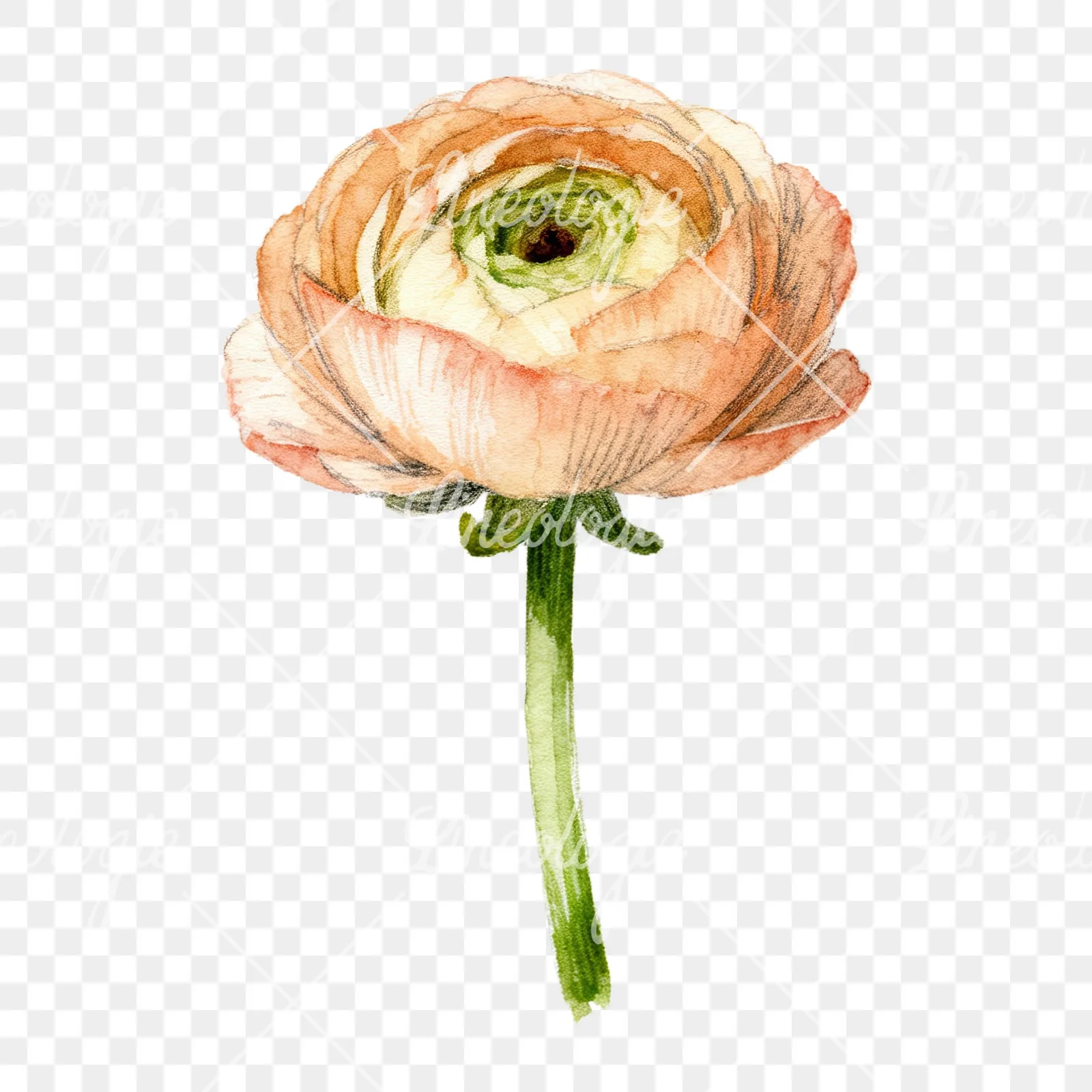 Watercolor multicolor ranunculus blooms clipart 5 of 9 on a transparent background (PNG)