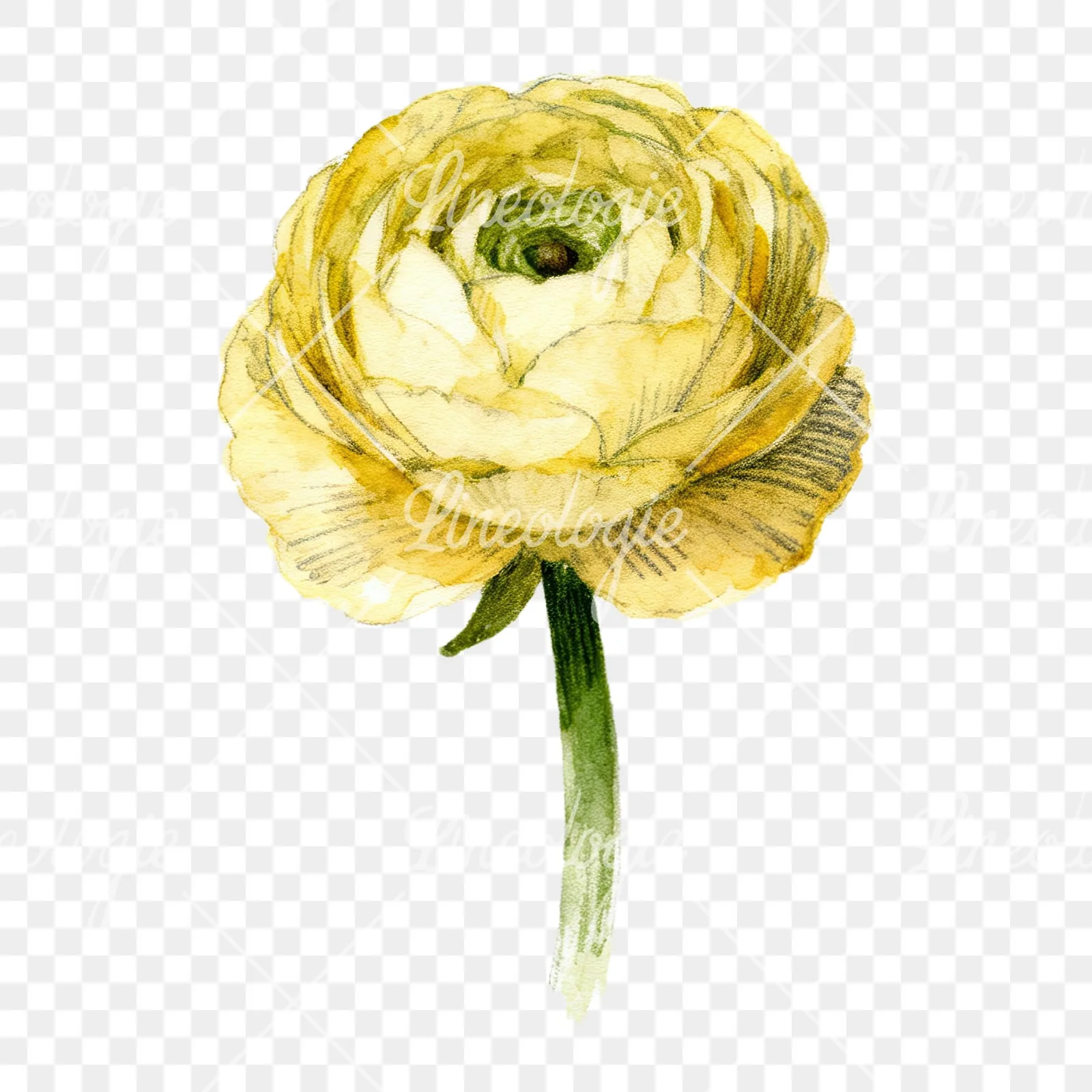 Watercolor multicolor ranunculus blooms clipart 6 of 9 on a transparent background (PNG)