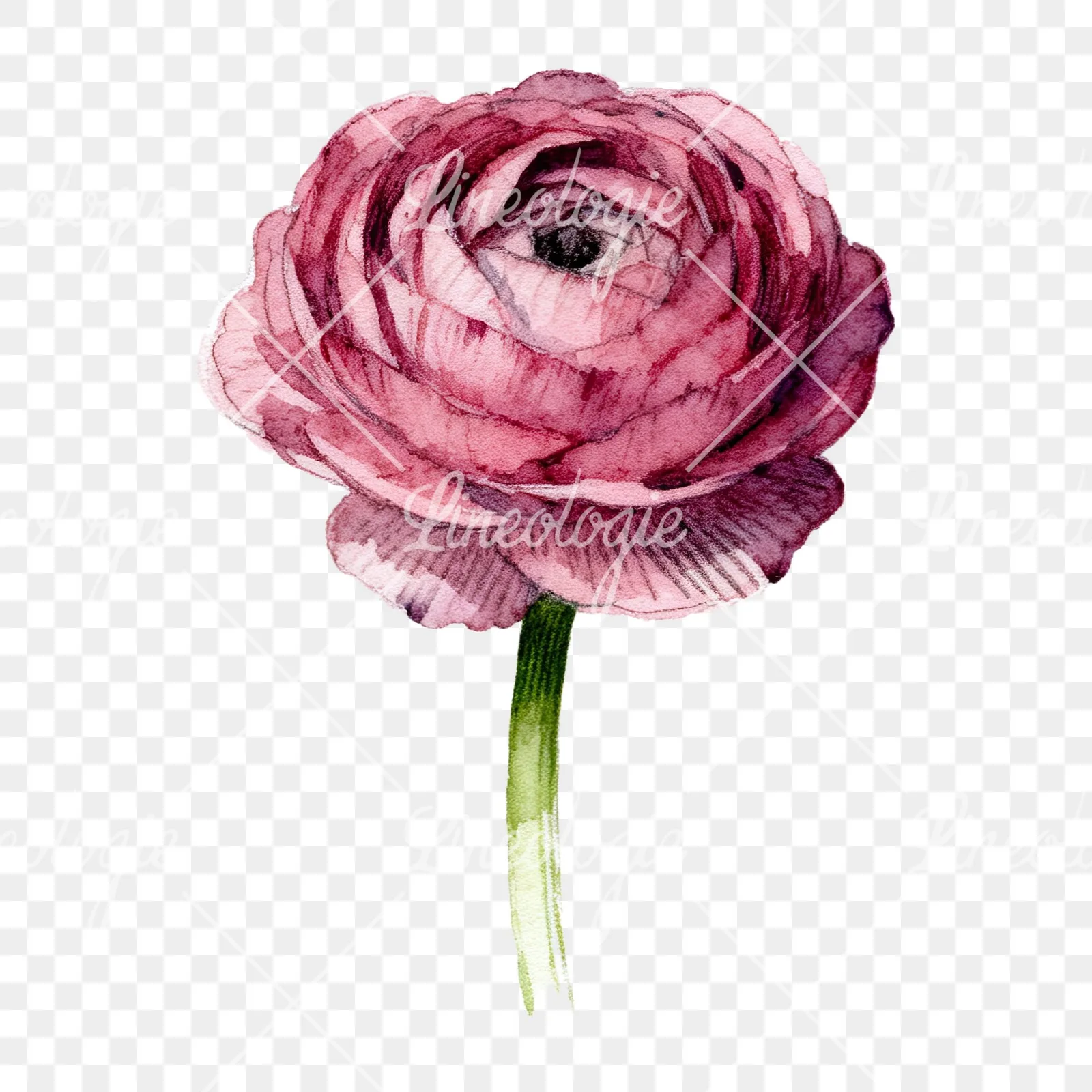 Watercolor multicolor ranunculus blooms clipart 8 of 9 on a transparent background (PNG)
