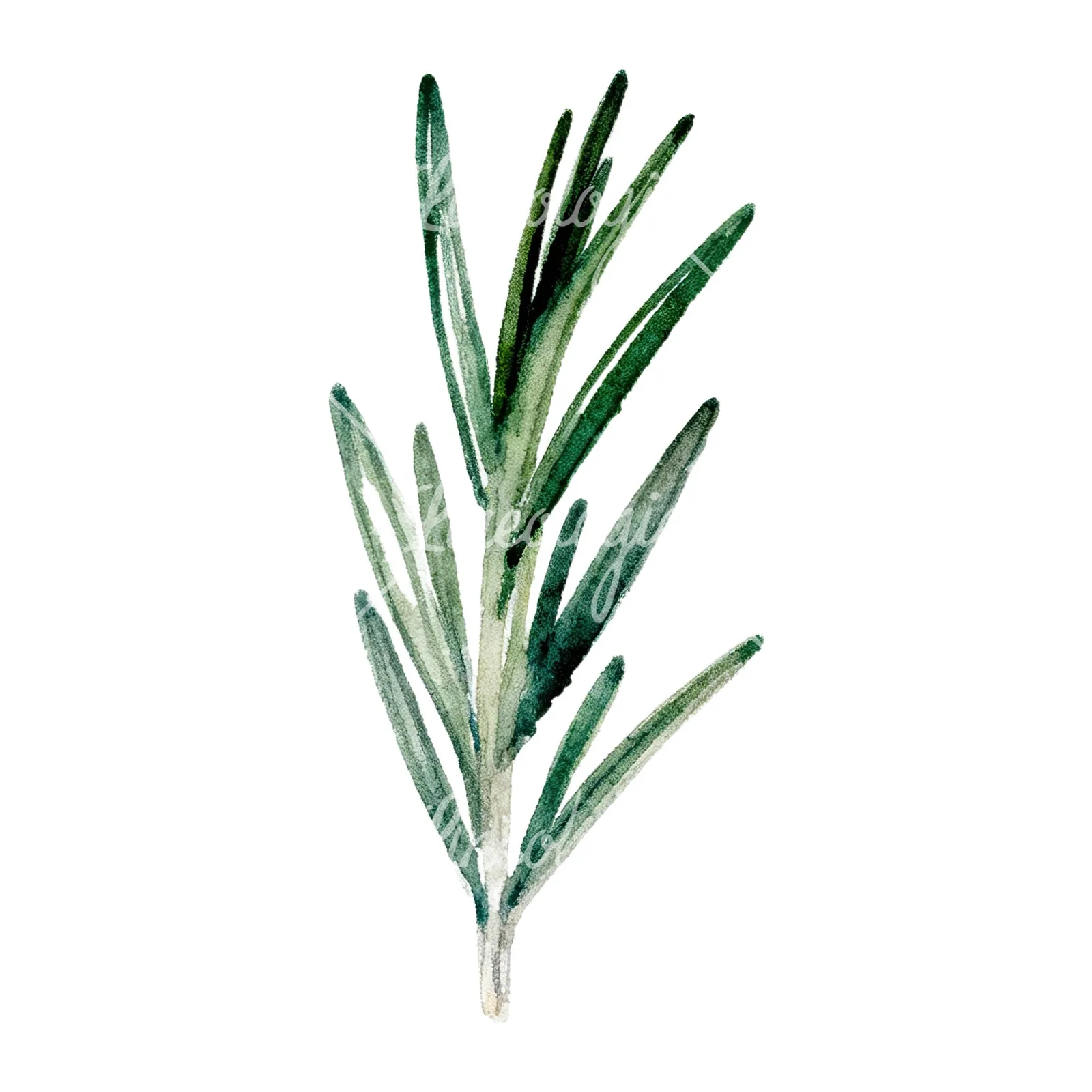 Watercolor deep green rosemary sprig clipart 1 of 9 on a white background (JPG)