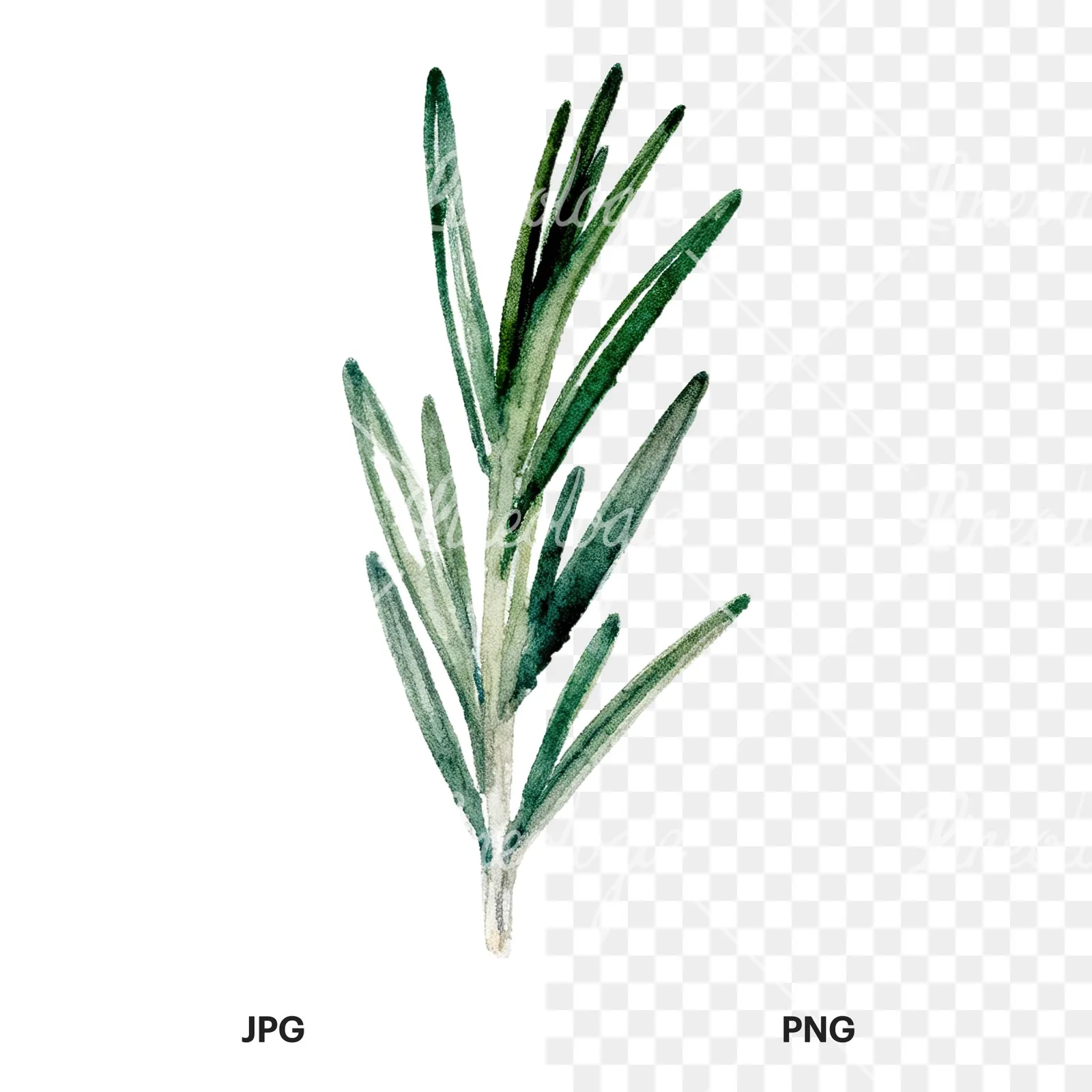 Watercolor deep green rosemary sprig clipart 1 of 9, as a JPG on white and a transparent PNG