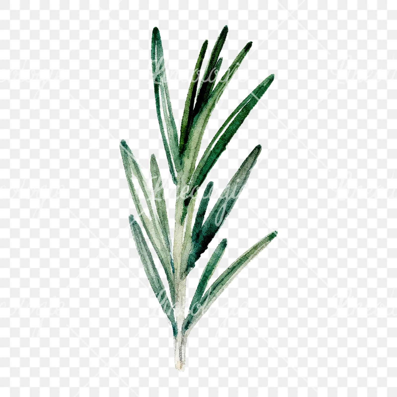 Watercolor deep green rosemary sprig clipart 1 of 9 on a transparent background (PNG)