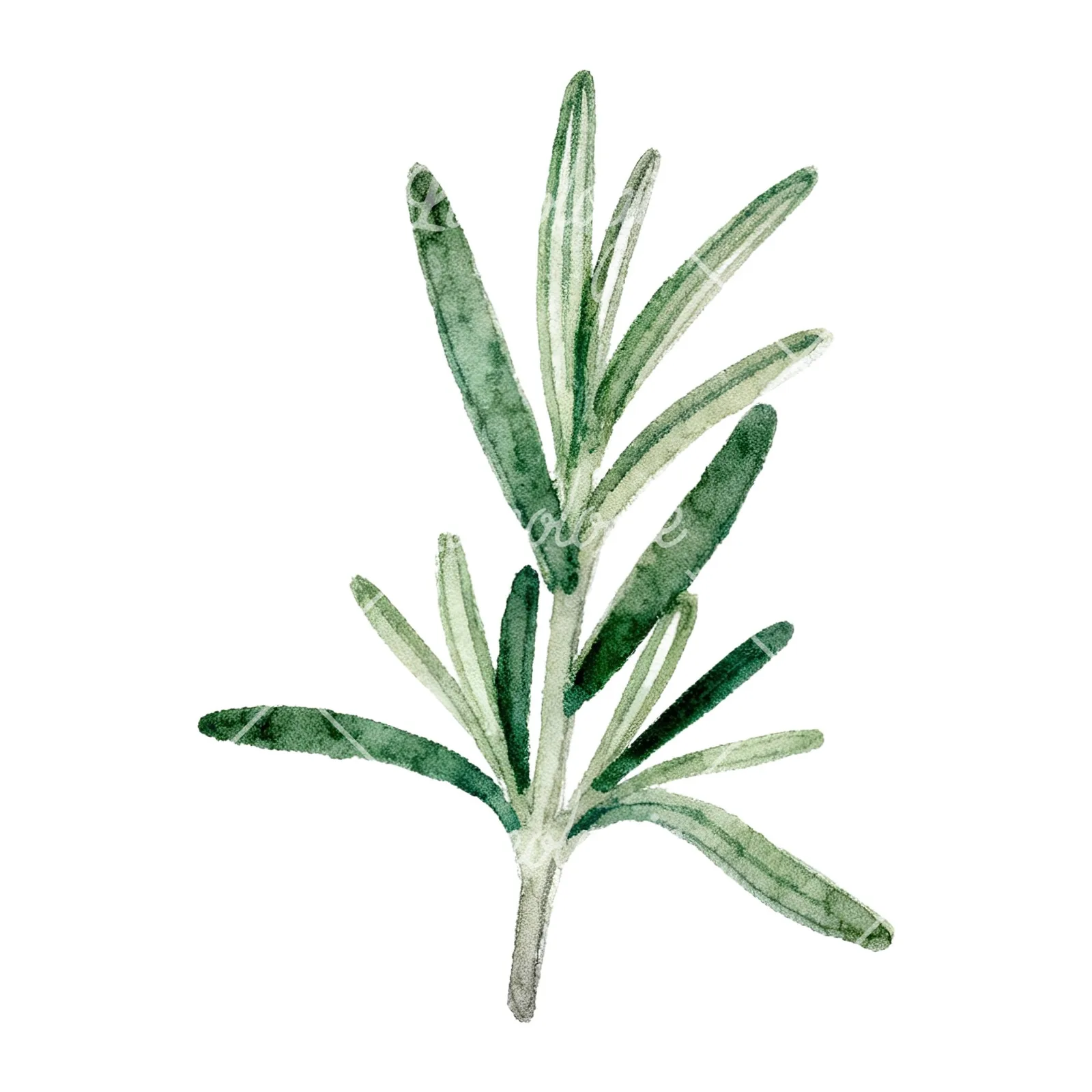 Watercolor deep green rosemary sprig clipart 2 of 9 on a white background (JPG)
