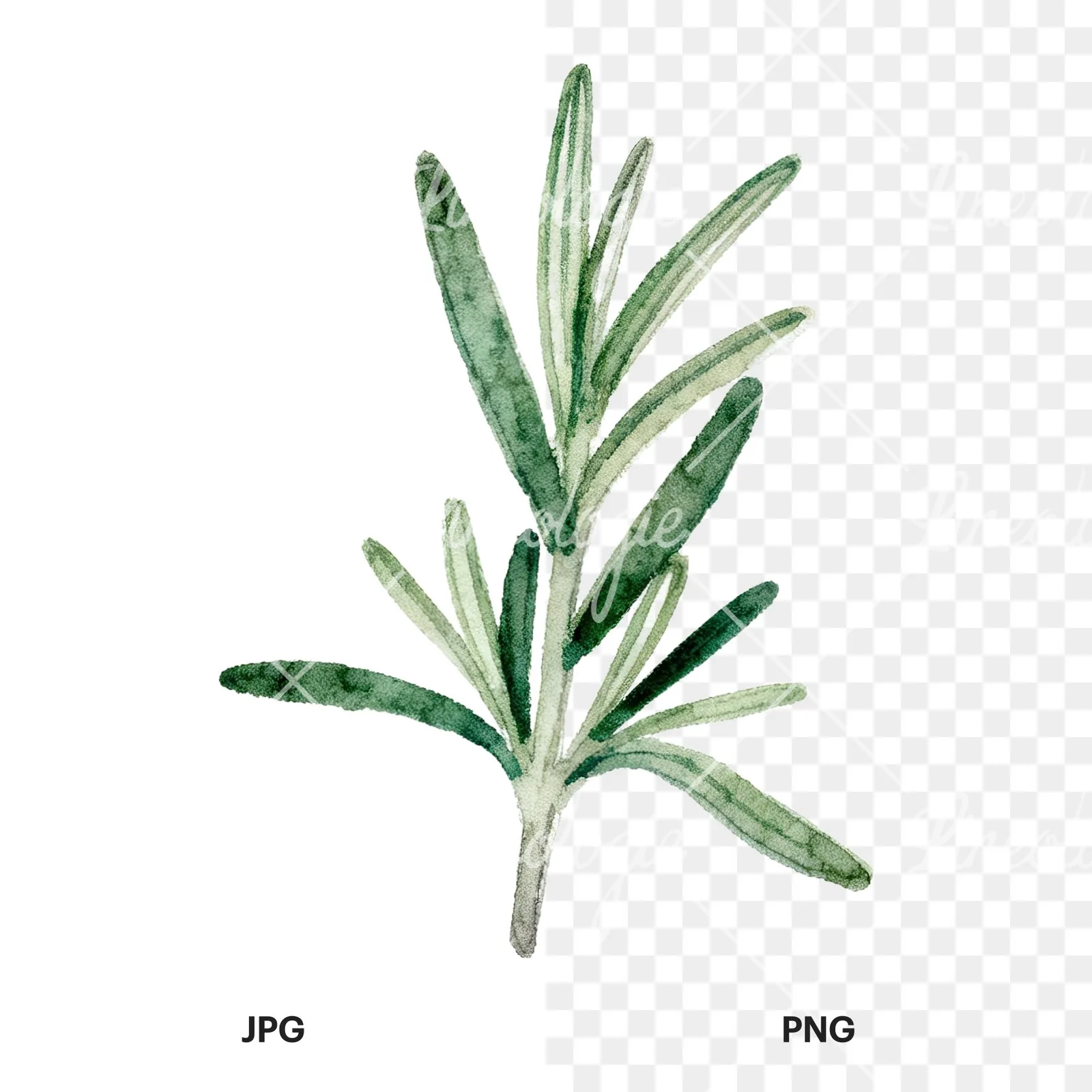 Watercolor deep green rosemary sprig clipart 2 of 9, as a JPG on white and a transparent PNG