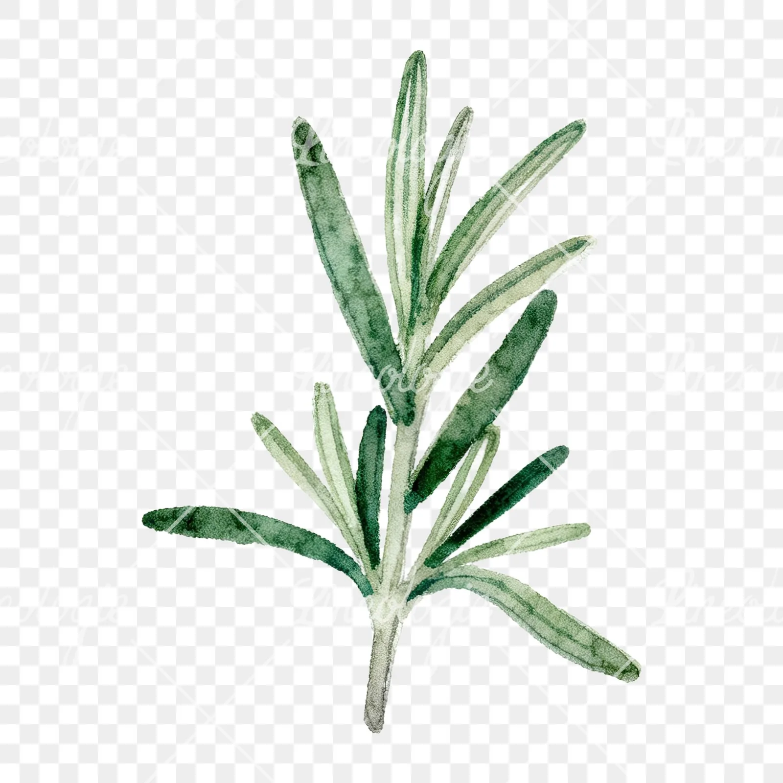Watercolor deep green rosemary sprig clipart 2 of 9 on a transparent background (PNG)