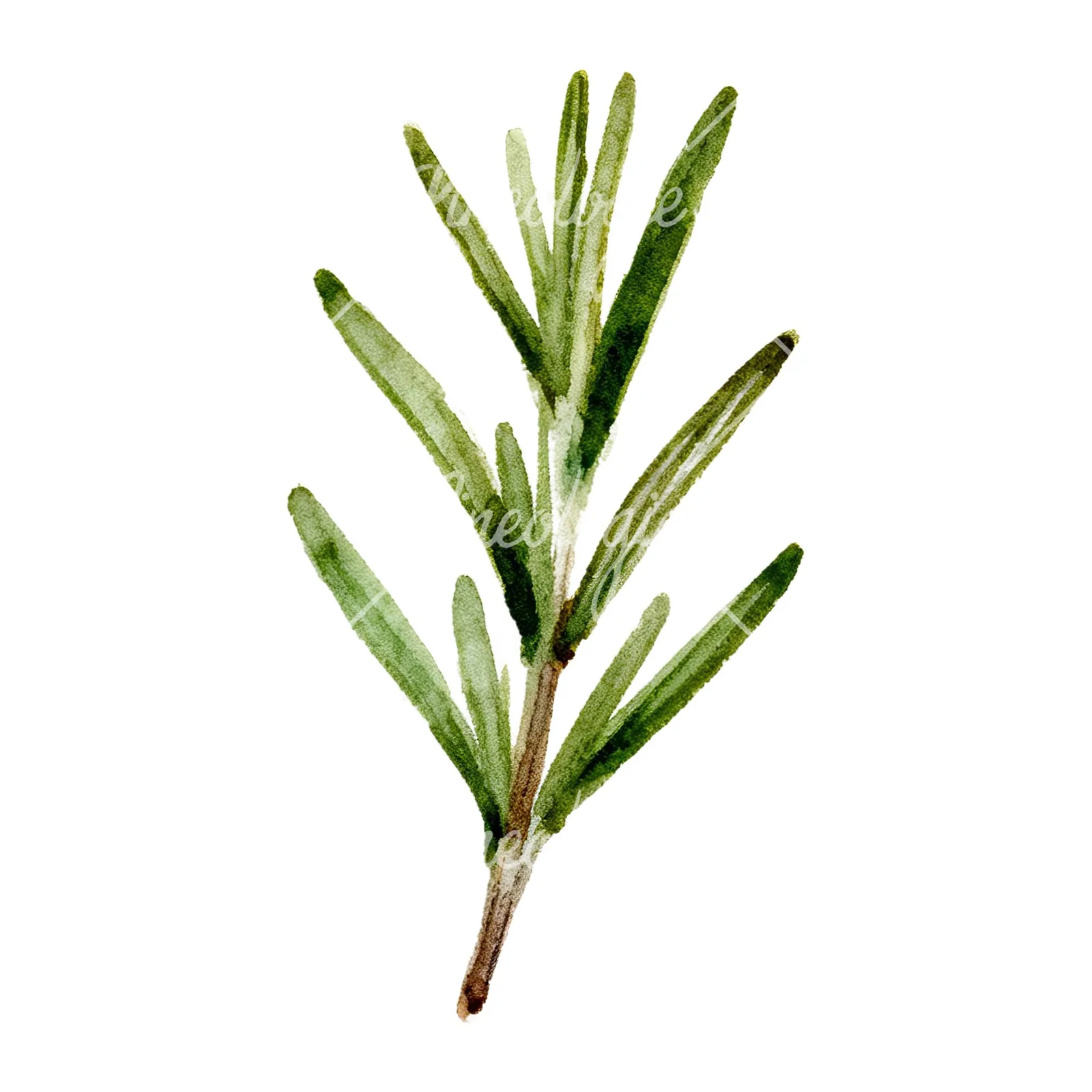 Watercolor deep green rosemary sprig clipart 3 of 9 on a white background (JPG)