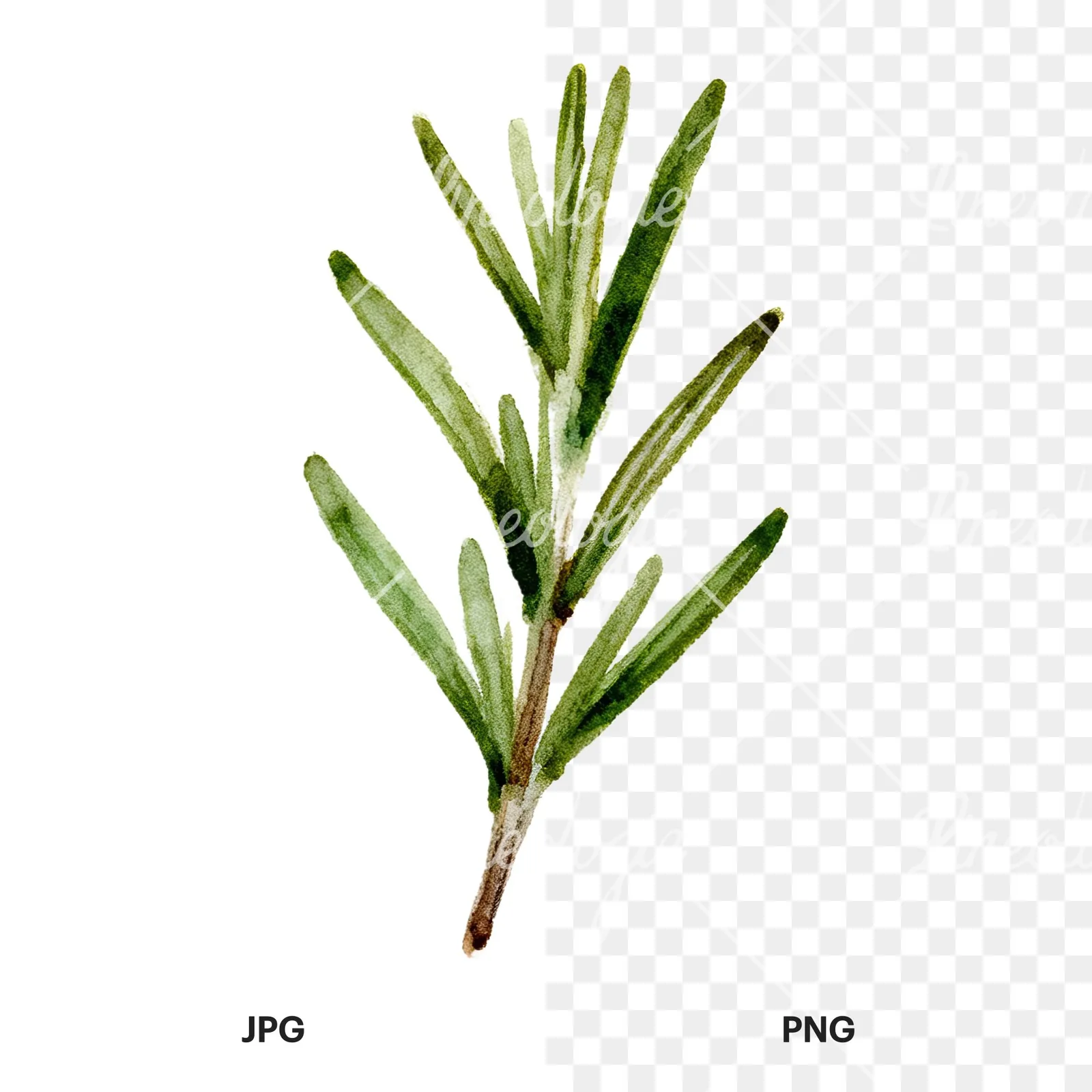 Watercolor deep green rosemary sprig clipart 3 of 9, as a JPG on white and a transparent PNG