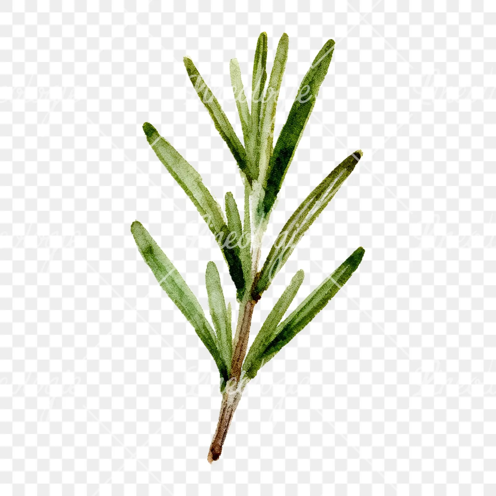 Watercolor deep green rosemary sprig clipart 3 of 9 on a transparent background (PNG)