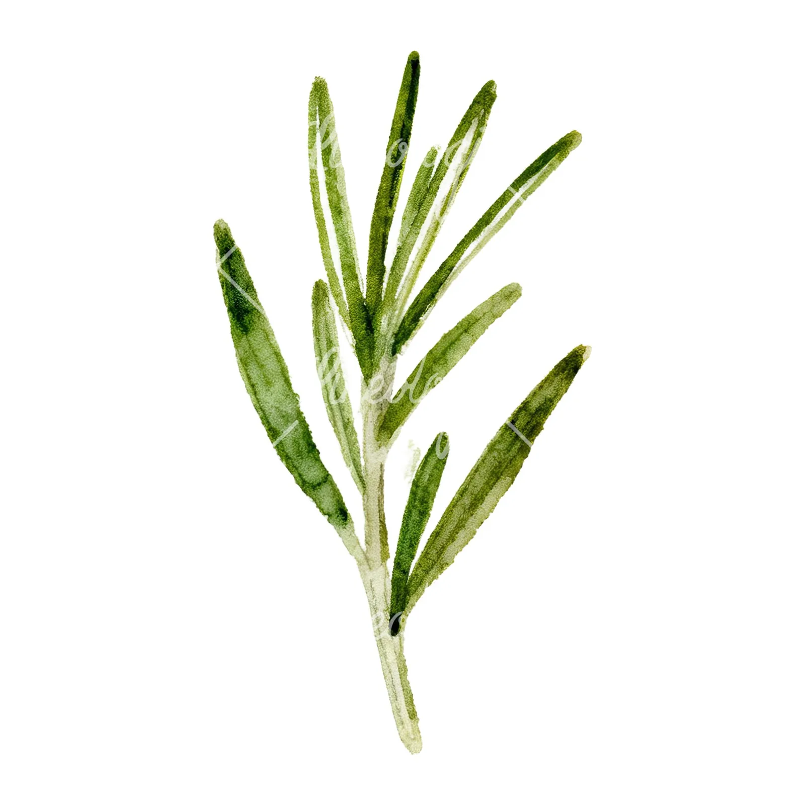 Watercolor deep green rosemary sprig clipart 4 of 9 on a white background (JPG)