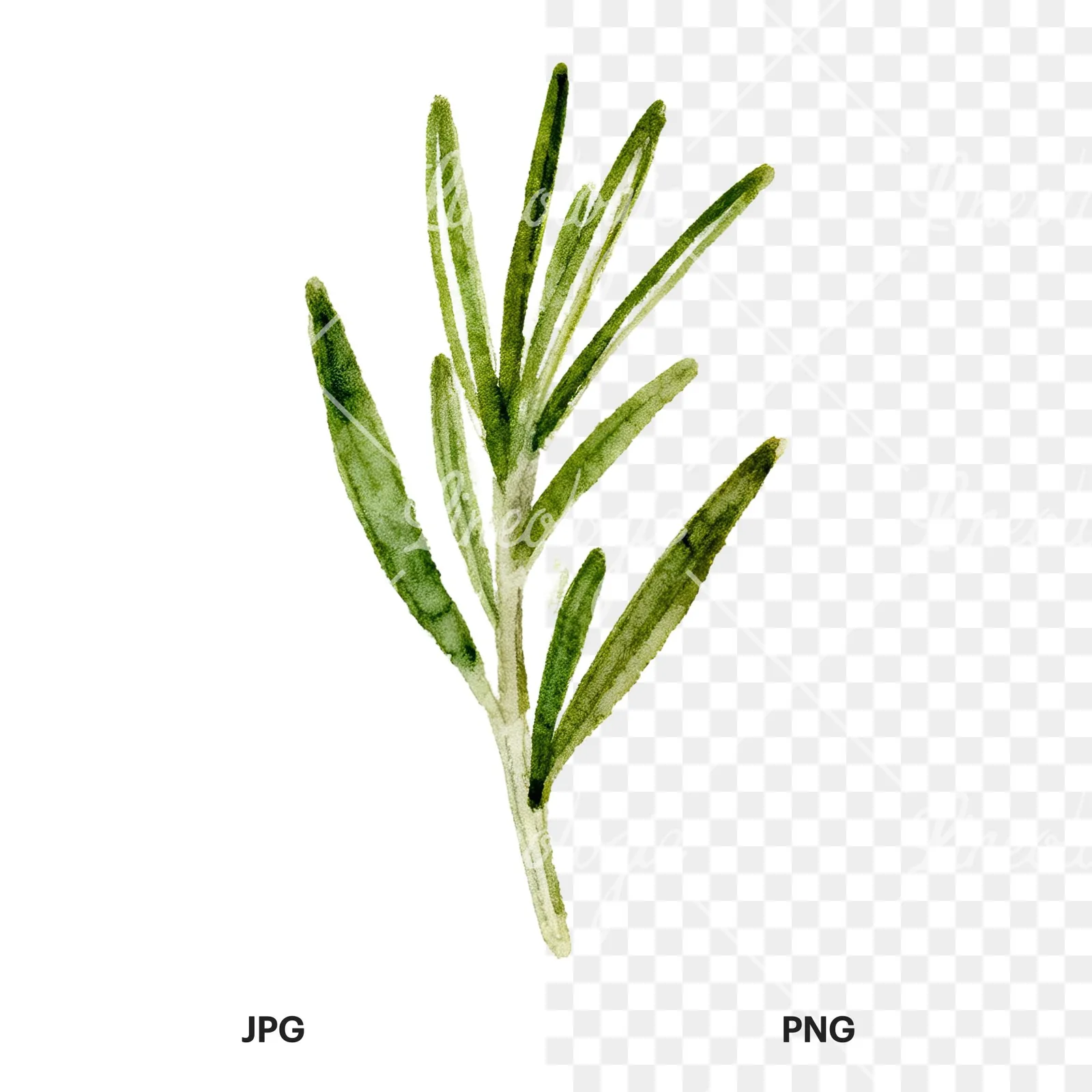 Watercolor deep green rosemary sprig clipart 4 of 9, as a JPG on white and a transparent PNG
