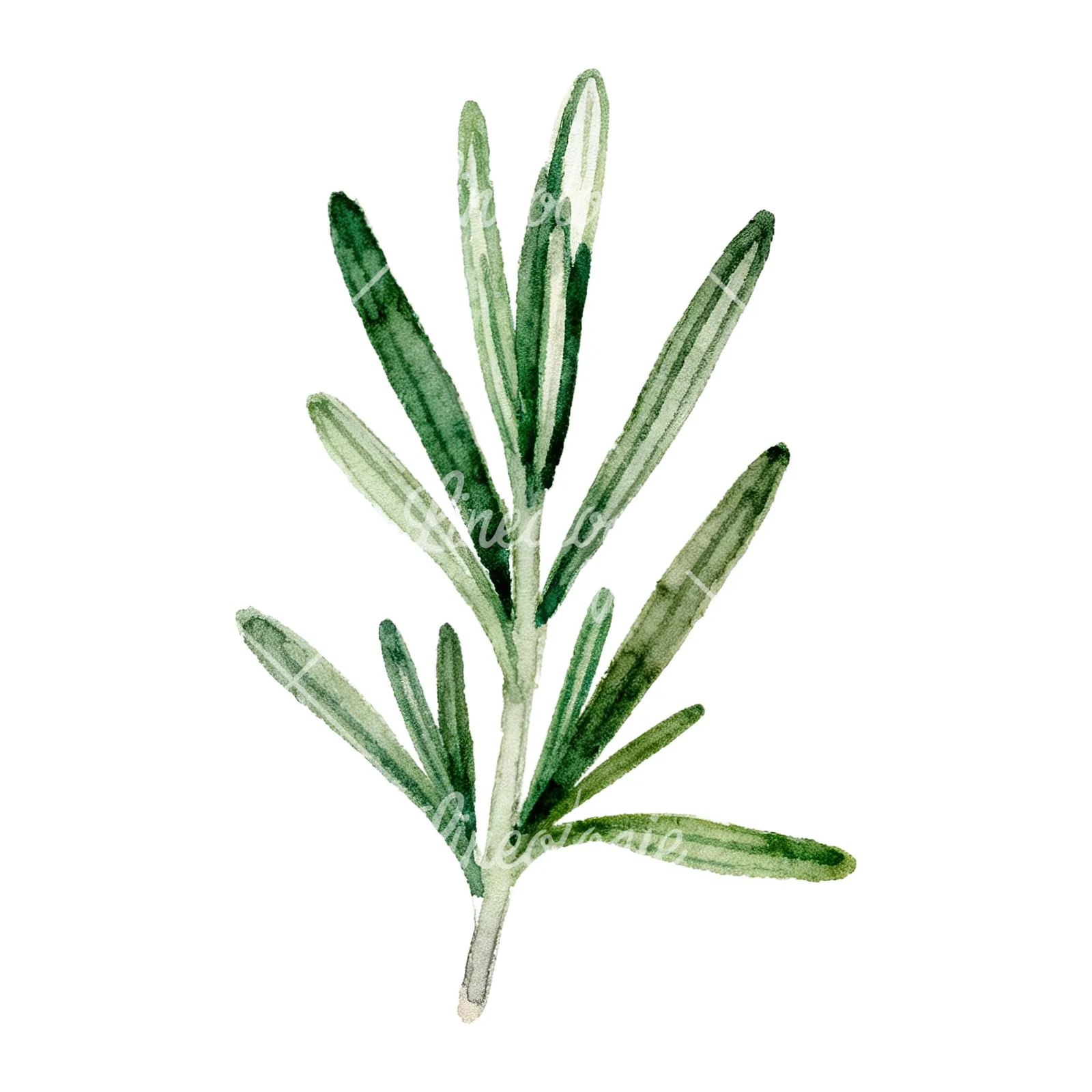 Watercolor deep green rosemary sprig clipart 5 of 9 on a white background (JPG)