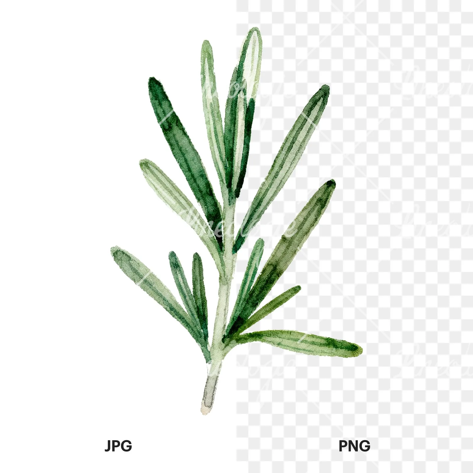 Watercolor deep green rosemary sprig clipart 5 of 9, as a JPG on white and a transparent PNG