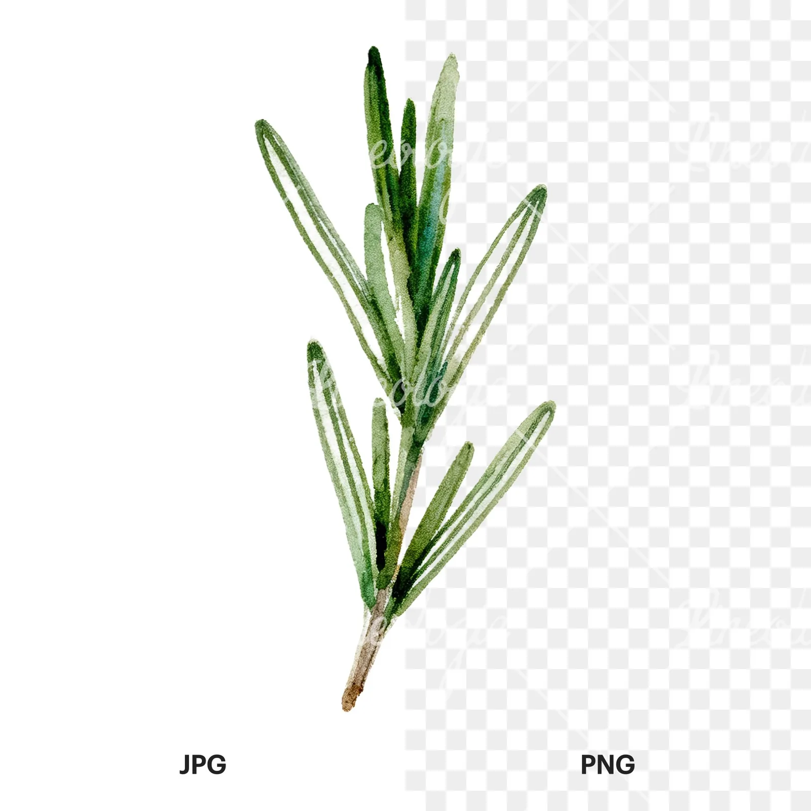 Watercolor deep green rosemary sprig clipart 6 of 9, as a JPG on white and a transparent PNG