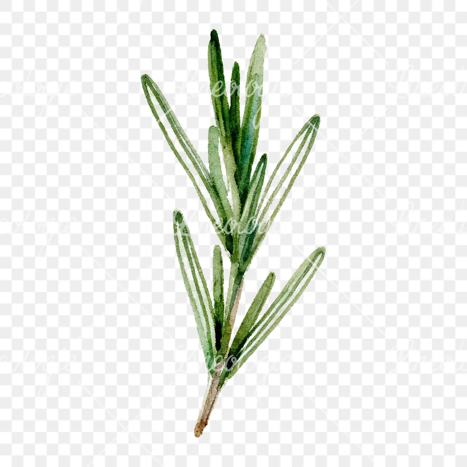 Watercolor deep green rosemary sprig clipart 6 of 9 on a transparent background (PNG)