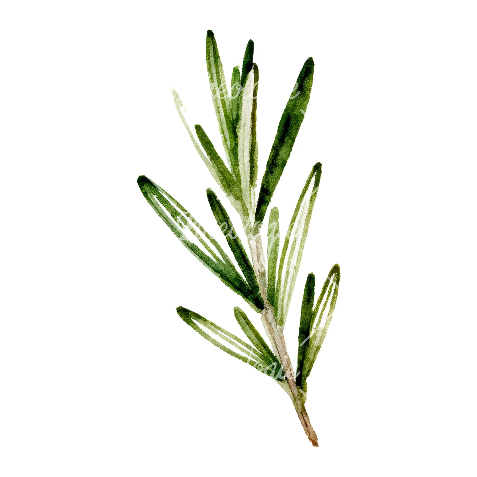 Watercolor deep green rosemary sprig clipart 7 of 9 on a white background (JPG)