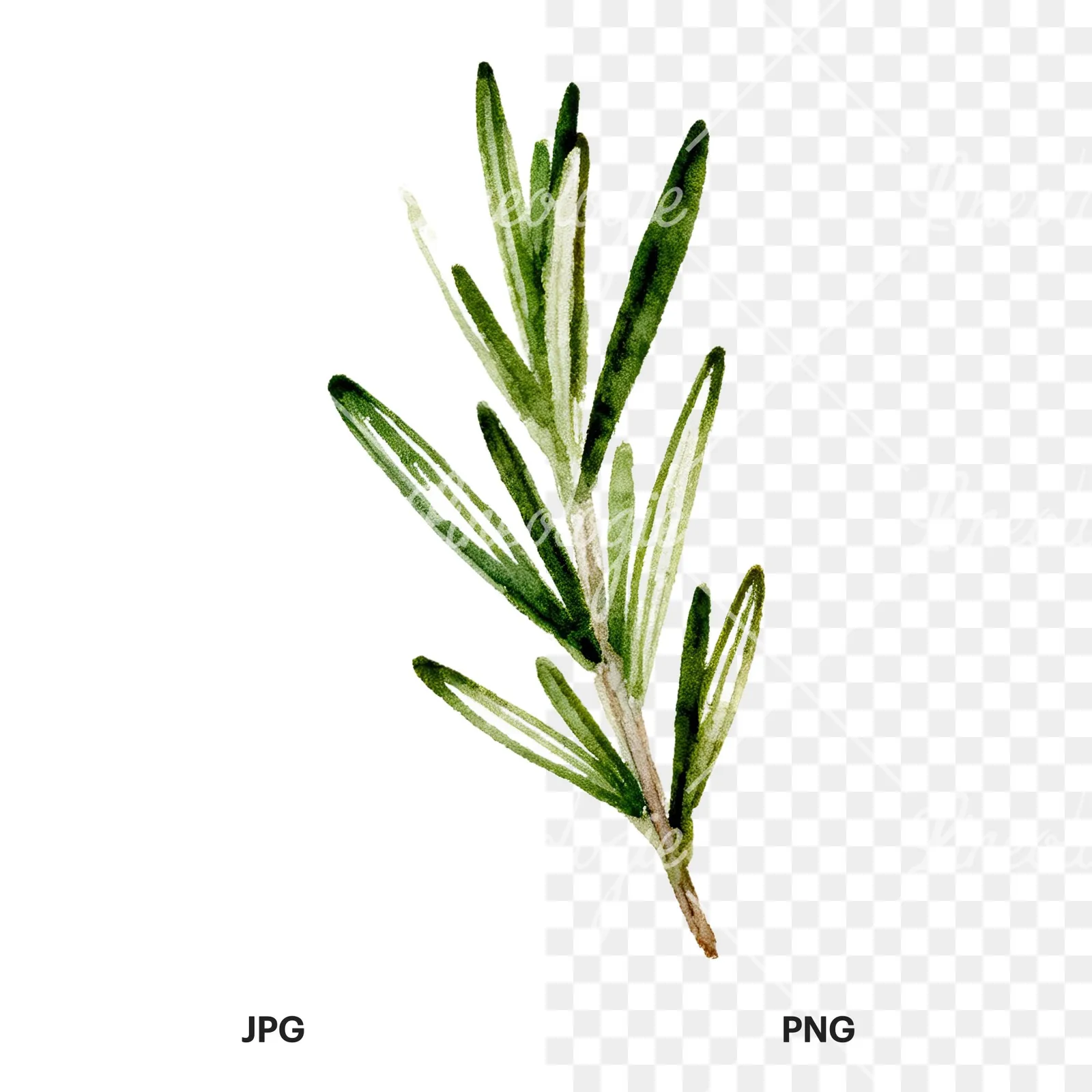 Watercolor deep green rosemary sprig clipart 7 of 9, as a JPG on white and a transparent PNG