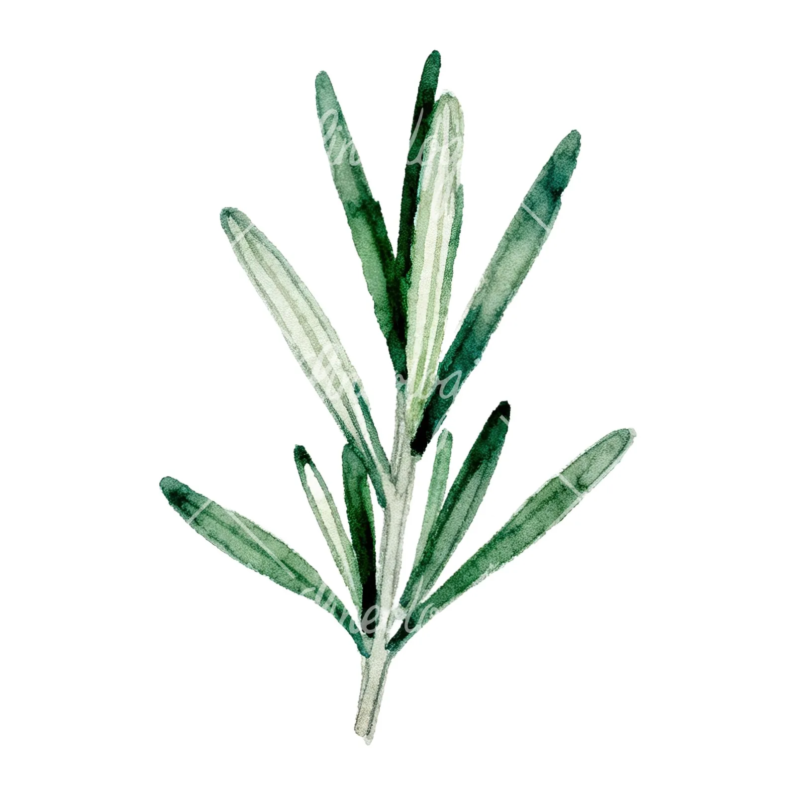 Watercolor deep green rosemary sprig clipart 8 of 9 on a white background (JPG)