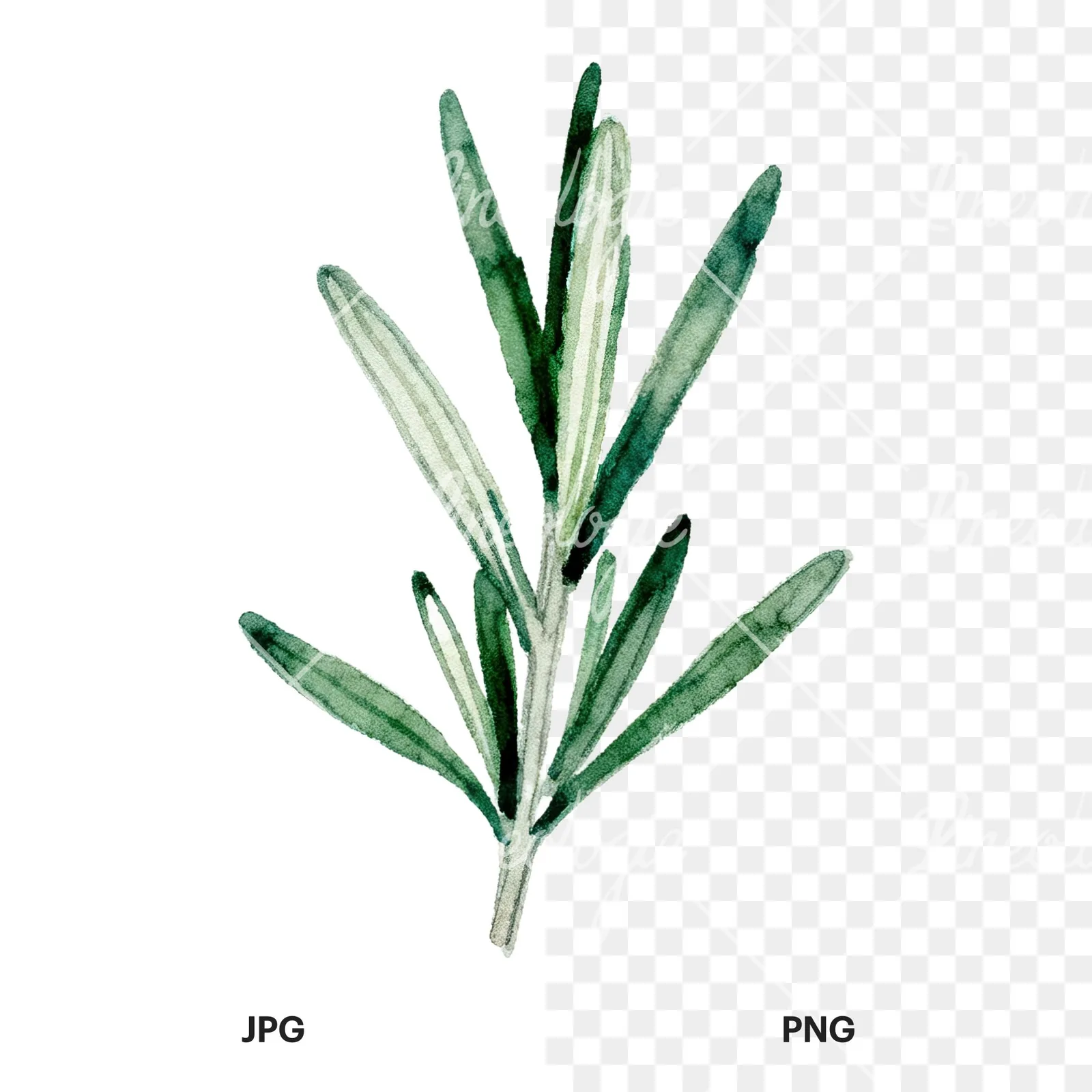 Watercolor deep green rosemary sprig clipart 8 of 9, as a JPG on white and a transparent PNG