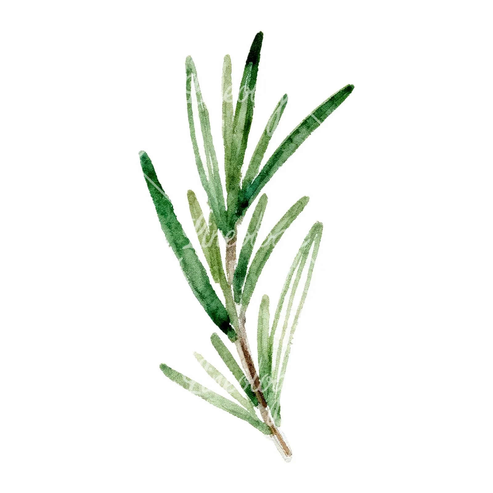 Watercolor deep green rosemary sprig clipart 9 of 9 on a white background (JPG)