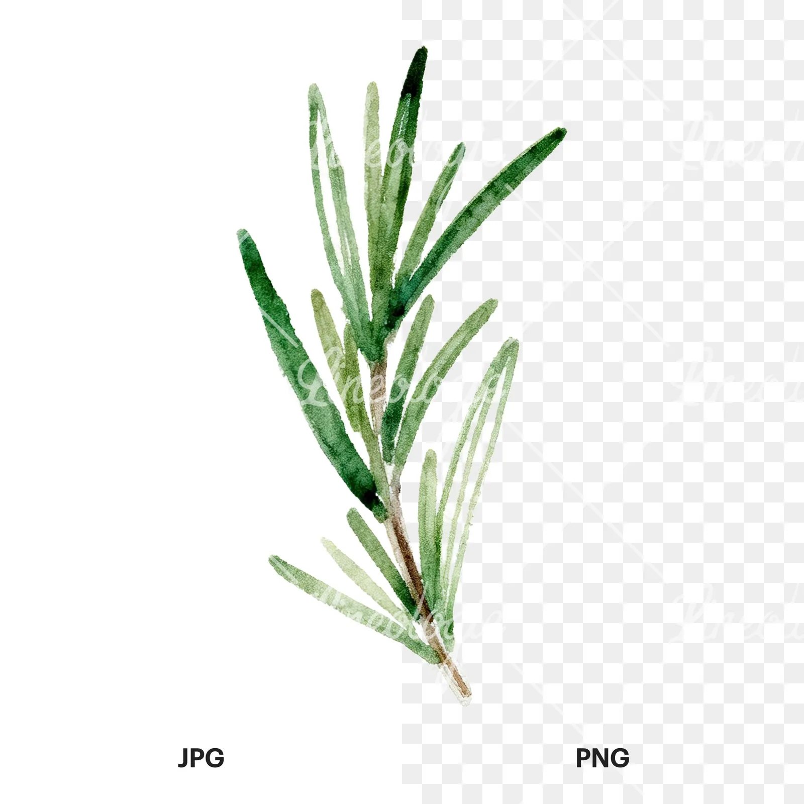 Watercolor deep green rosemary sprig clipart 9 of 9, as a JPG on white and a transparent PNG