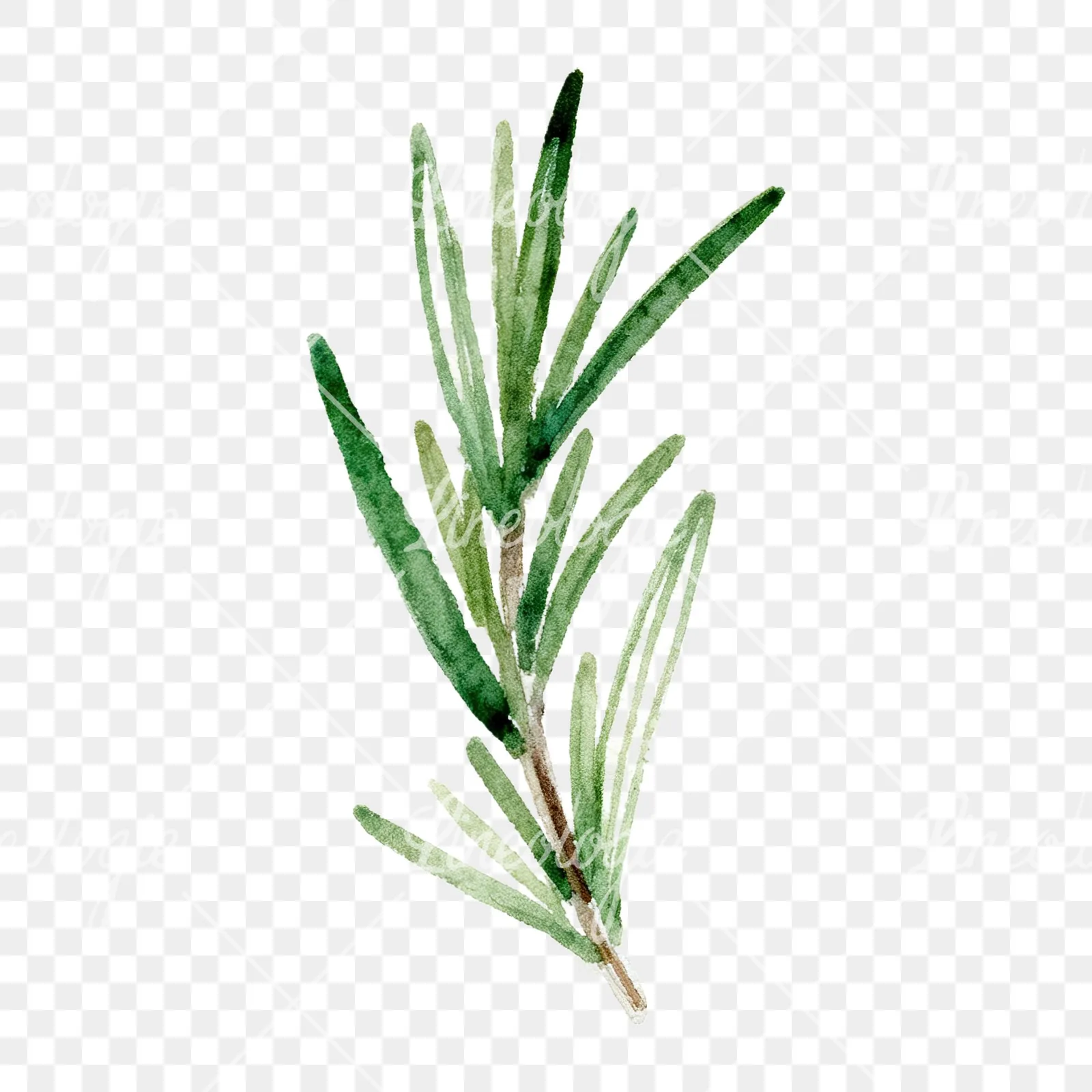 Watercolor deep green rosemary sprig clipart 9 of 9 on a transparent background (PNG)