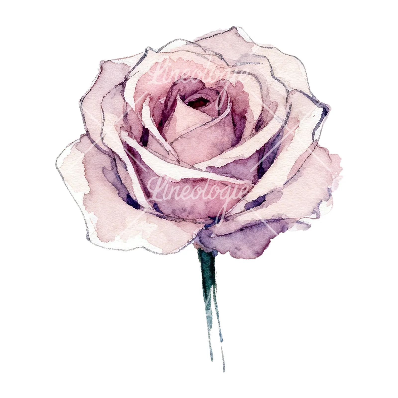 Watercolor purple and peach rose clipart 1 of 9 on a white background (JPG)