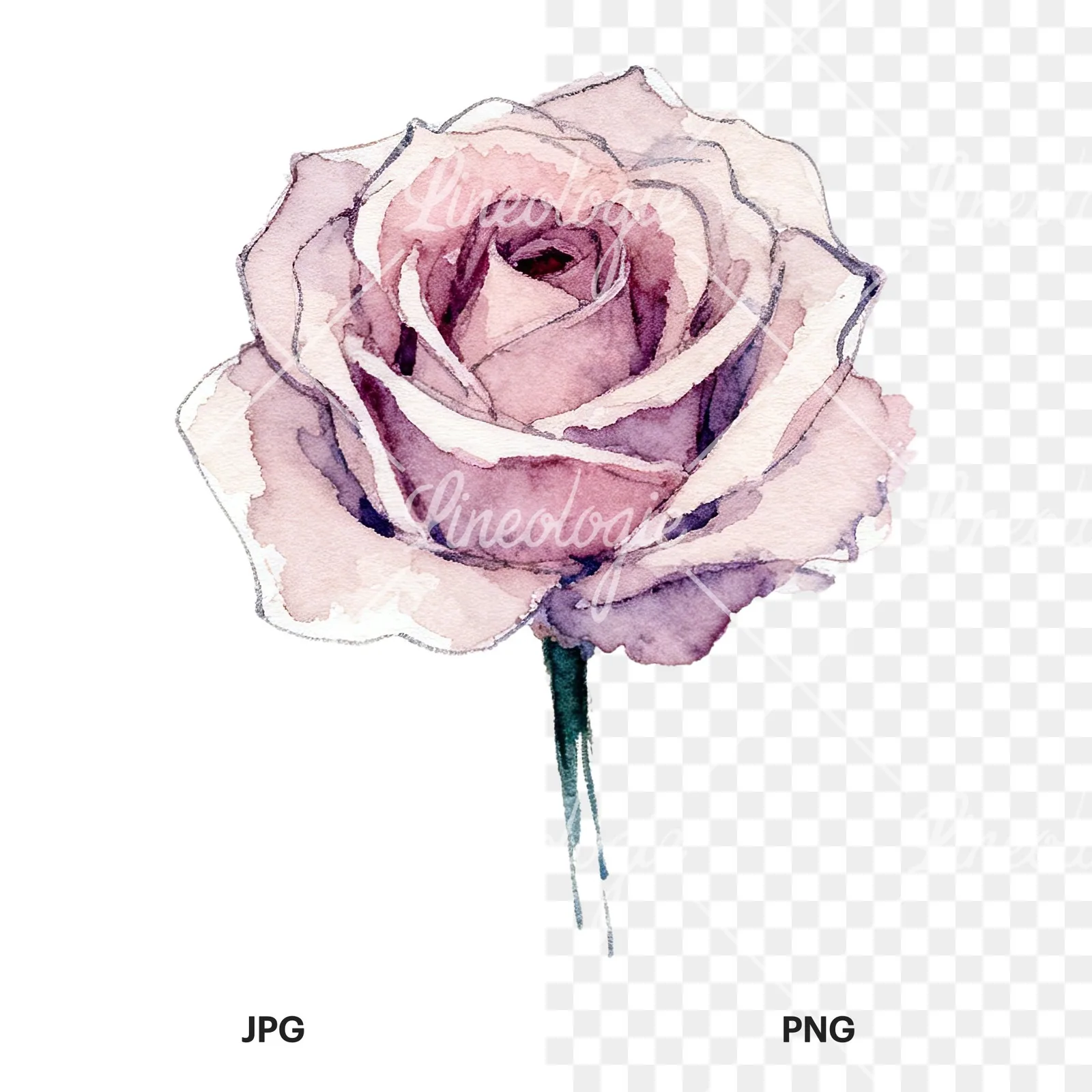 Watercolor purple and peach rose clipart 1 of 9, as a JPG on white and a transparent PNG