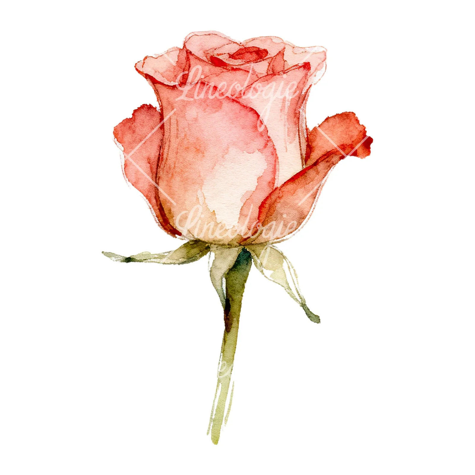 Watercolor purple and peach rose clipart 2 of 9 on a white background (JPG)