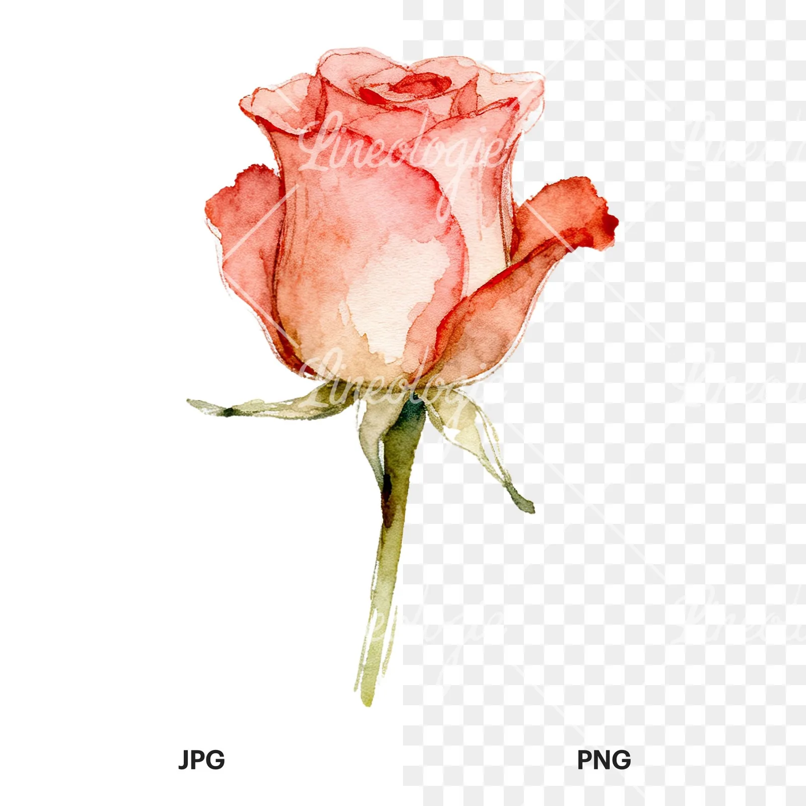 Watercolor purple and peach rose clipart 2 of 9, as a JPG on white and a transparent PNG