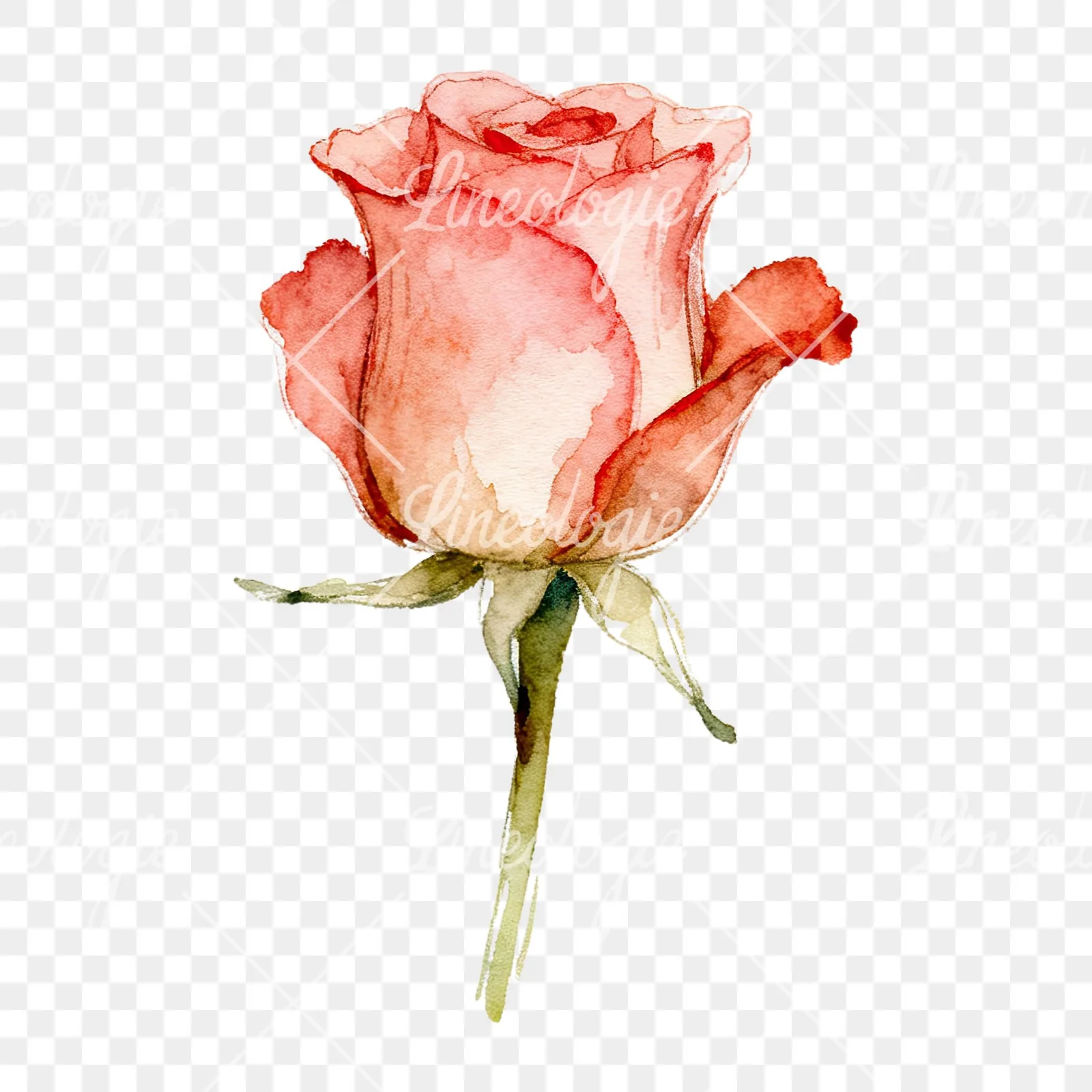Watercolor purple and peach rose clipart 2 of 9 on a transparent background (PNG)