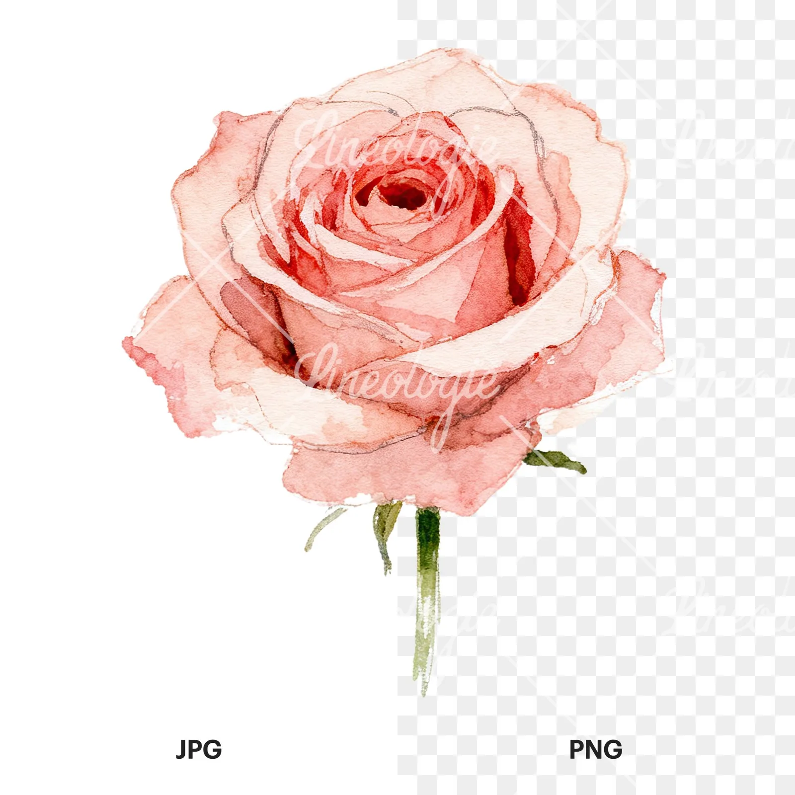 Watercolor purple and peach rose clipart 3 of 9, as a JPG on white and a transparent PNG
