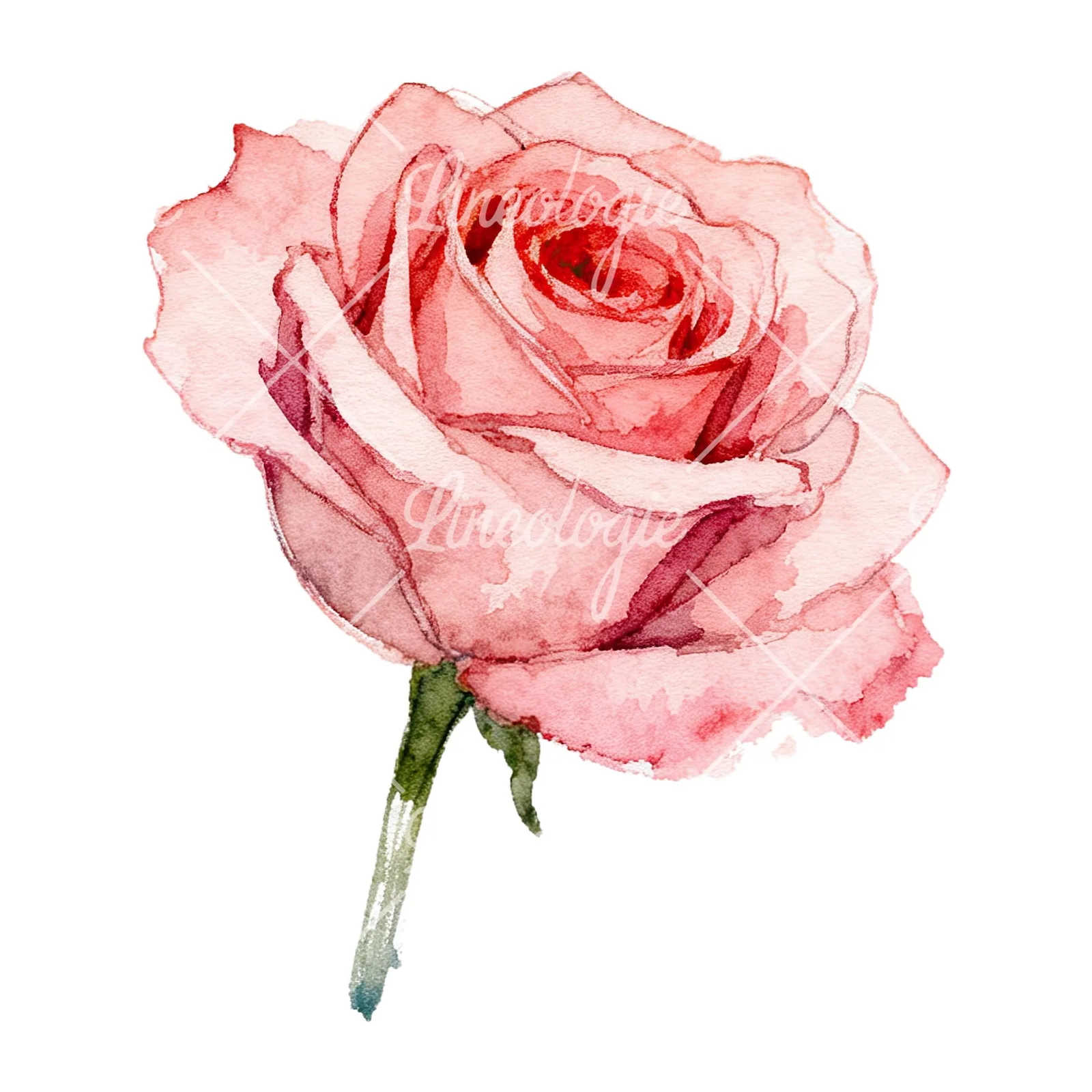 Watercolor purple and peach rose clipart 4 of 9 on a white background (JPG)