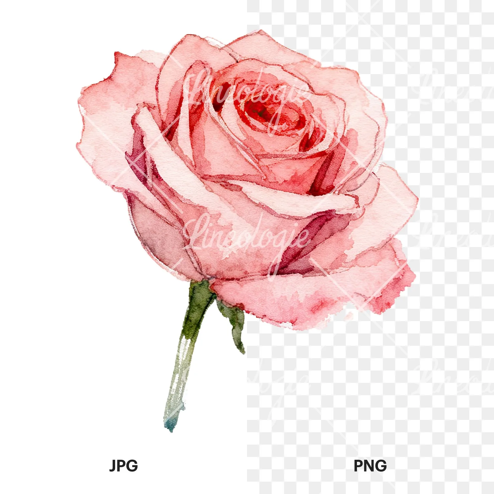 Watercolor purple and peach rose clipart 4 of 9, as a JPG on white and a transparent PNG