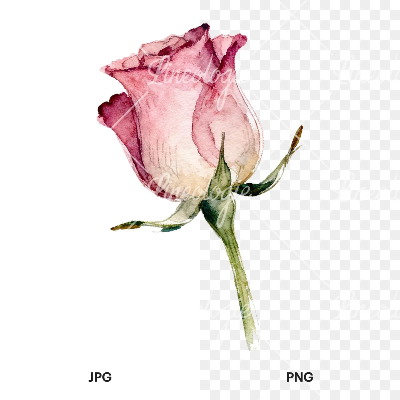 Watercolor purple and peach rose clipart 5 of 9, as a JPG on white and a transparent PNG